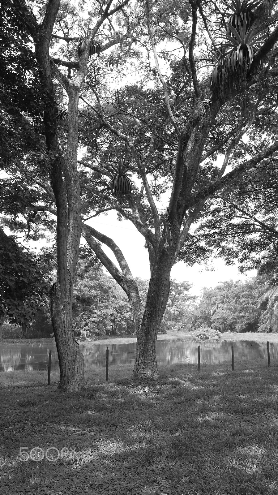 Panasonic Lumix DMC-G10 sample photo. Urban forests photography