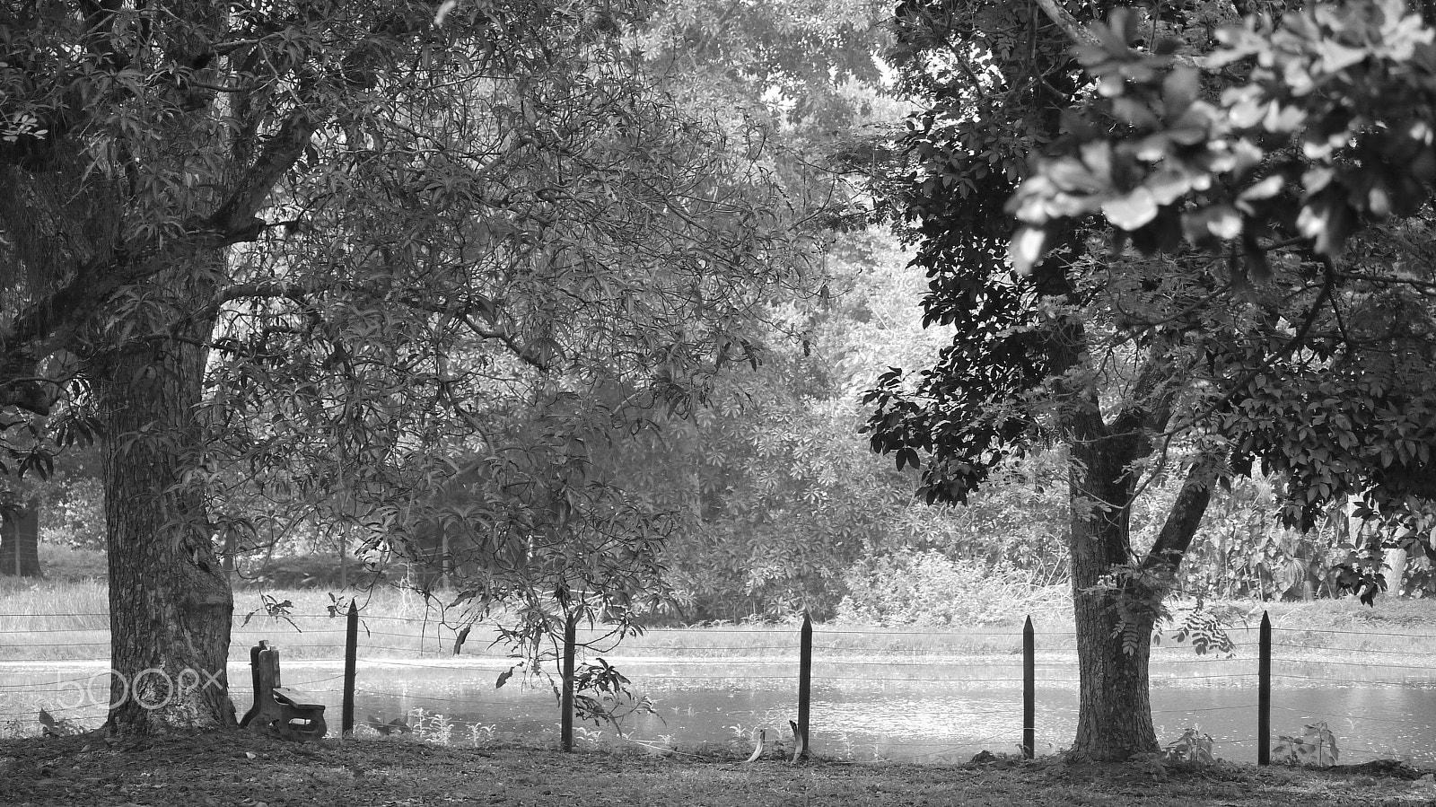 Panasonic Lumix DMC-G10 sample photo. Urban forests photography