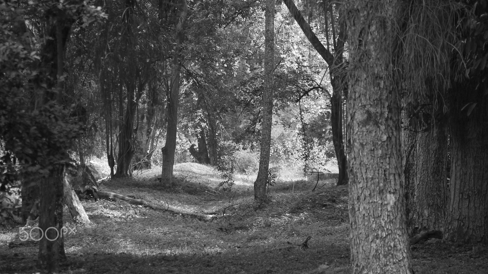 Panasonic Lumix DMC-G10 sample photo. Urban forests photography