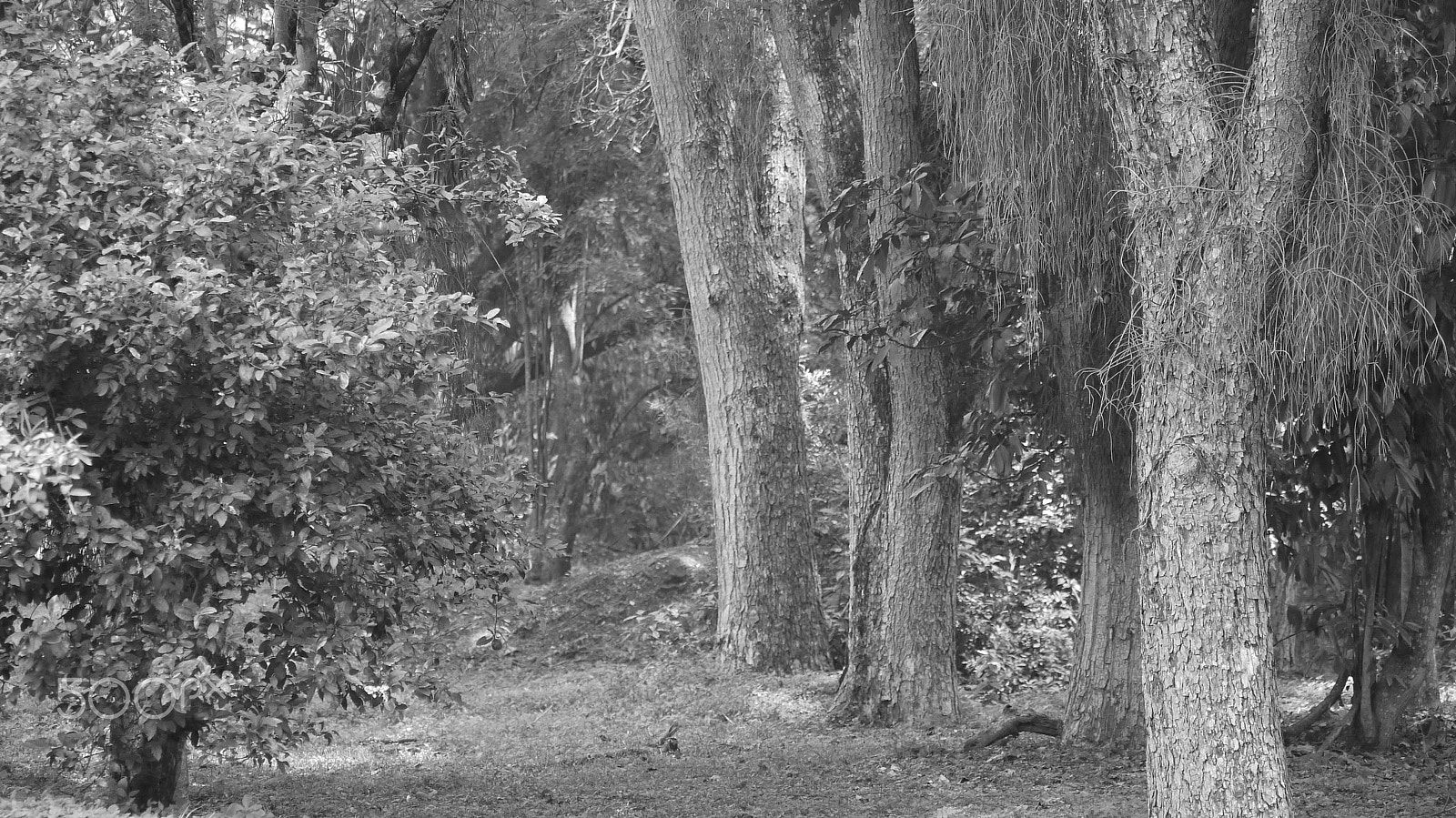 Panasonic Lumix DMC-G10 sample photo. Urban forests photography