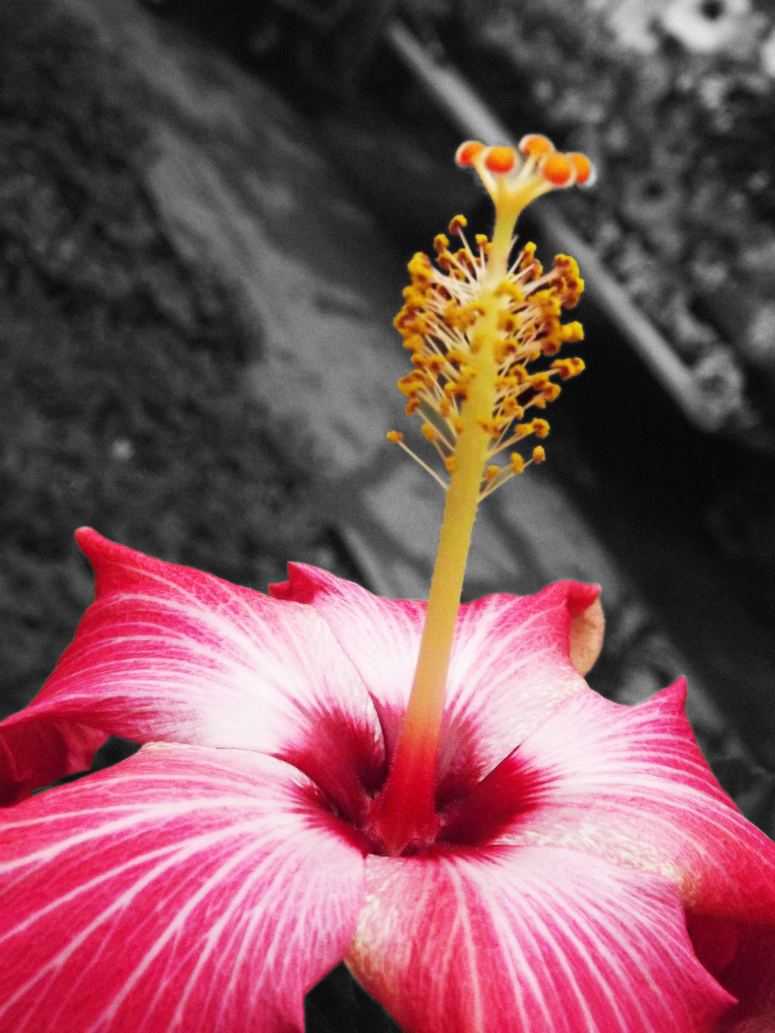 FujiFilm FinePix S3200 (FinePix S3250) sample photo. Paradise photography