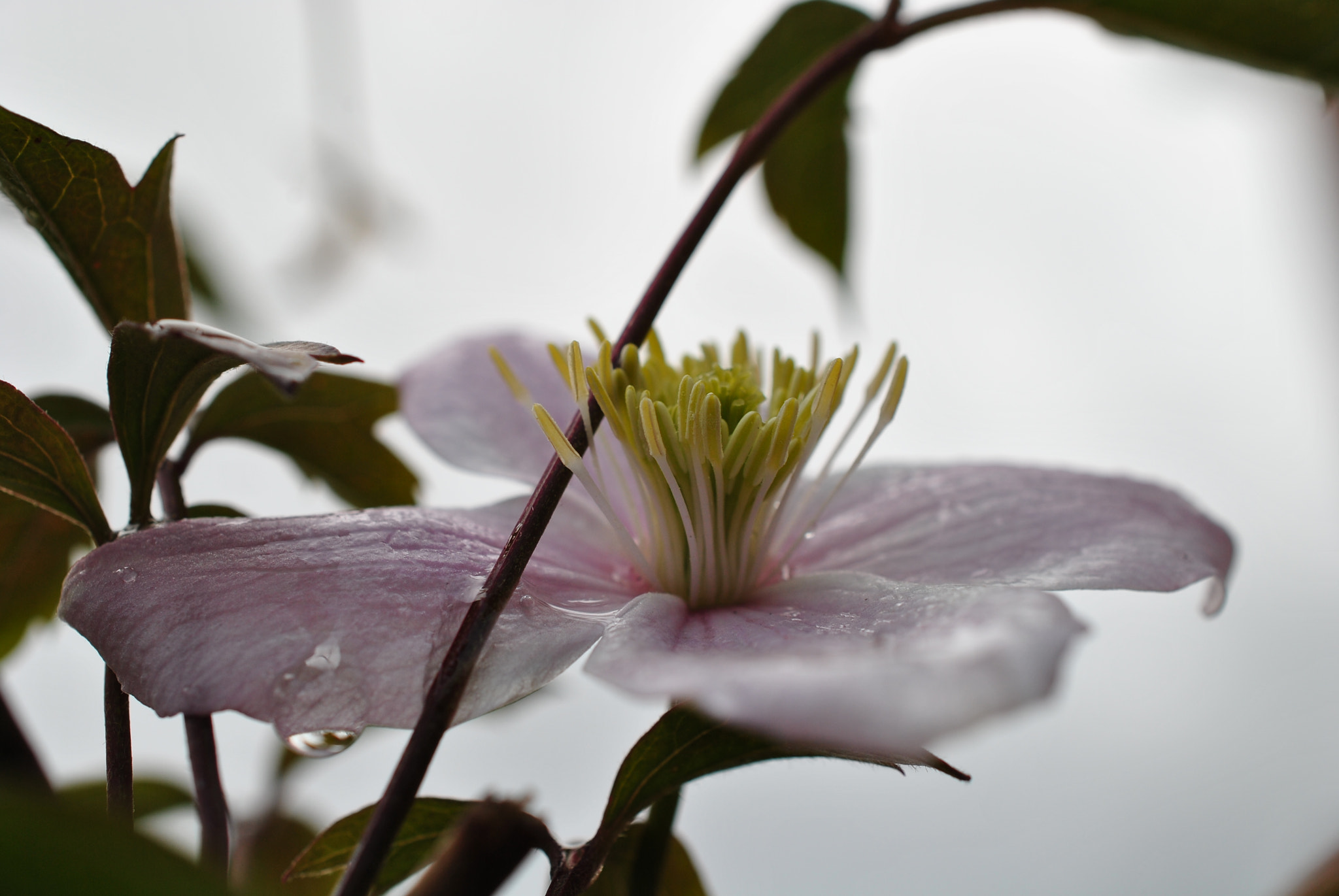 Nikon AF-S DX Micro Nikkor 40mm F2.8 sample photo. Fleur brouillard photography