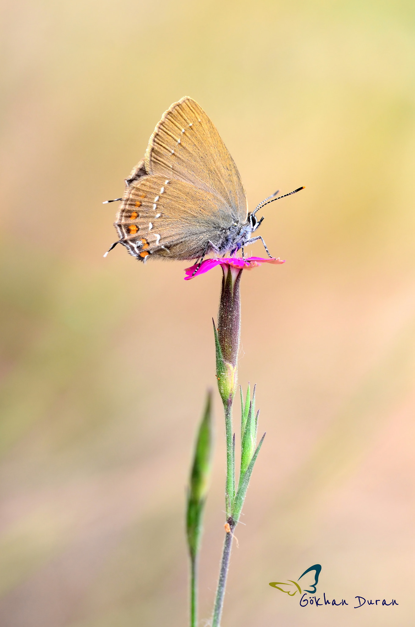 Sigma 150mm F2.8 EX DG Macro HSM sample photo. Satyrium ilicis photography