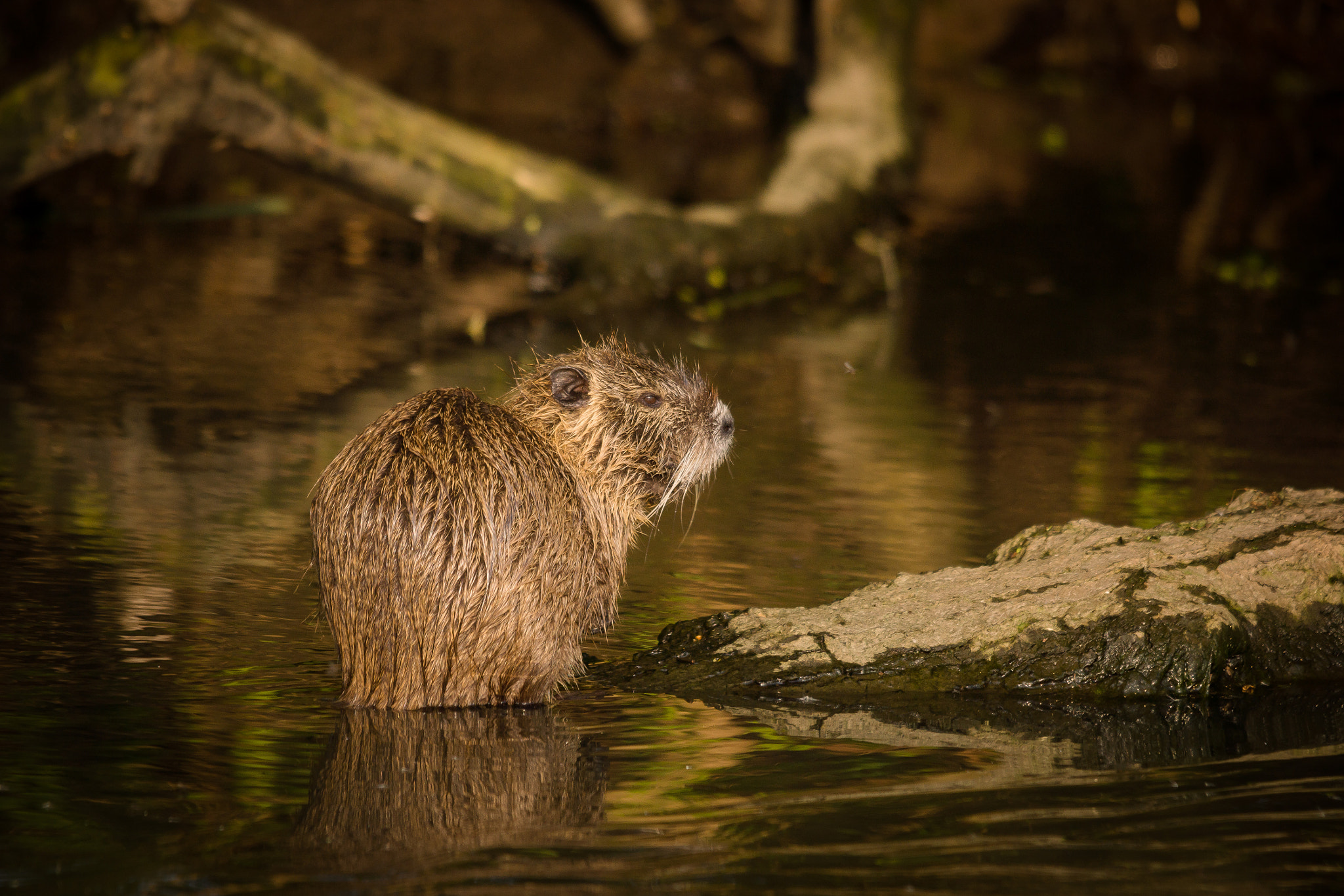 Sony SLT-A77 + Sigma 150-500mm F5-6.3 DG OS HSM sample photo. Nutria (wildlife) photography