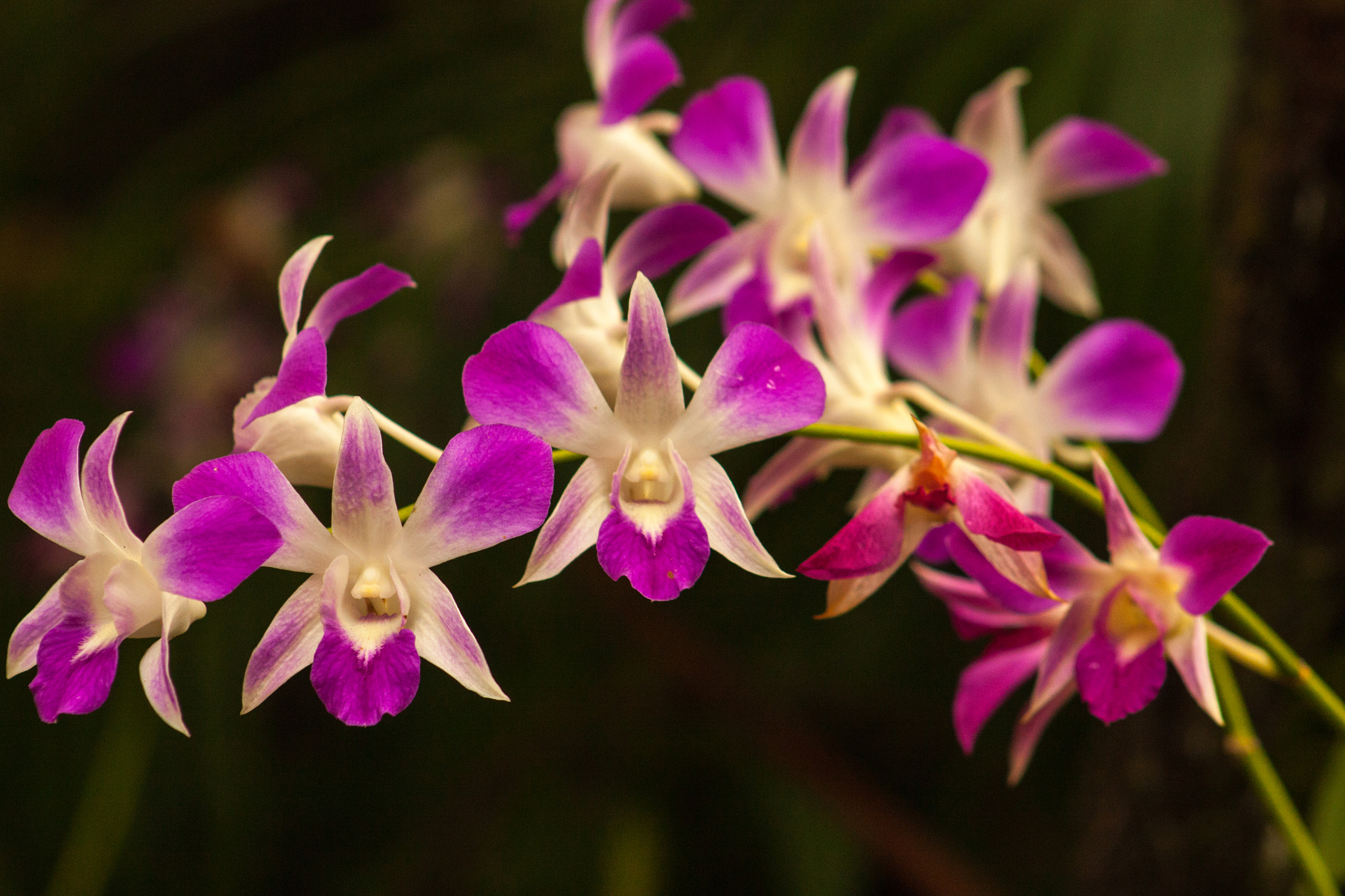 Canon EF 75-300mm f/4-5.6 USM sample photo. Dendrobium photography