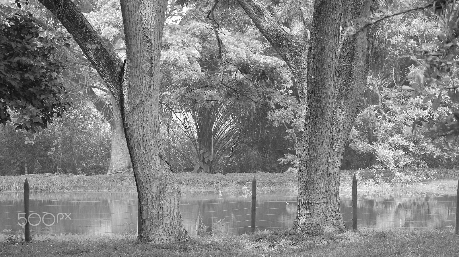 Panasonic Lumix DMC-G10 sample photo. Urban forests photography
