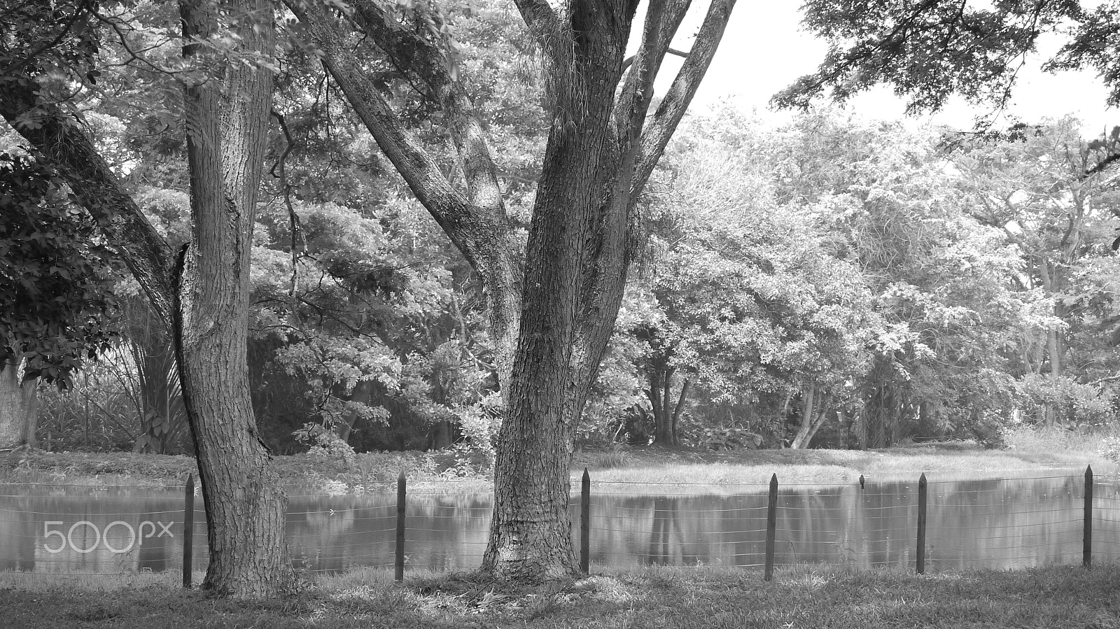 Panasonic Lumix DMC-G10 sample photo. Urban forests photography