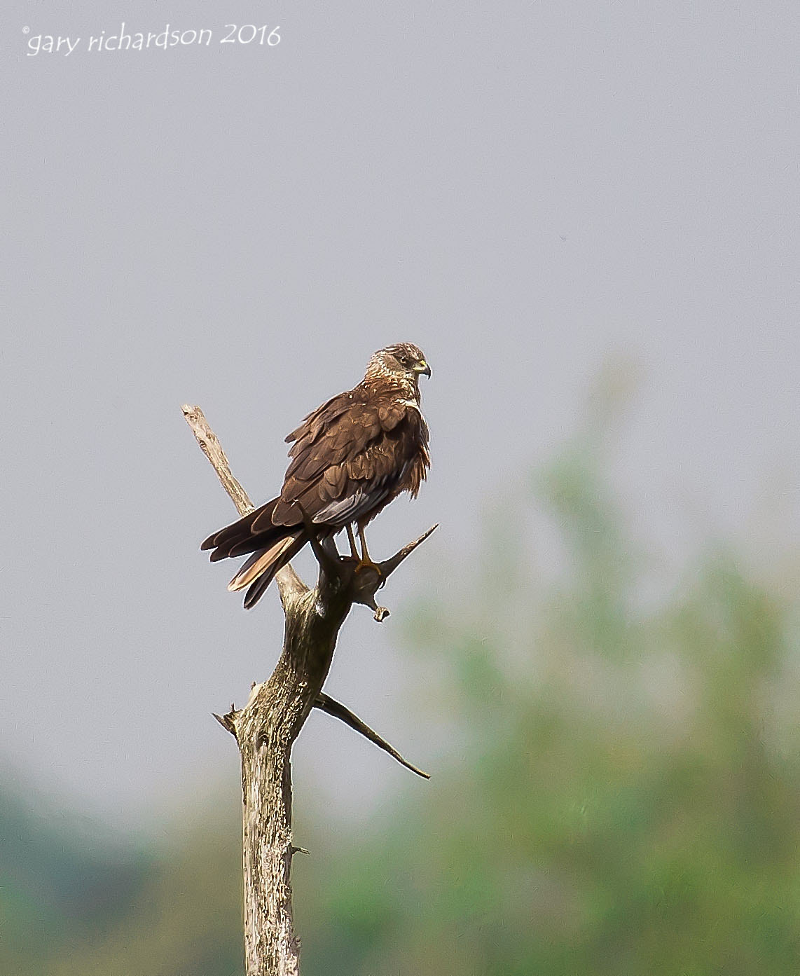 Nikon D300 + Nikon AF-S Nikkor 500mm F4G ED VR sample photo. Marsh harrier photography