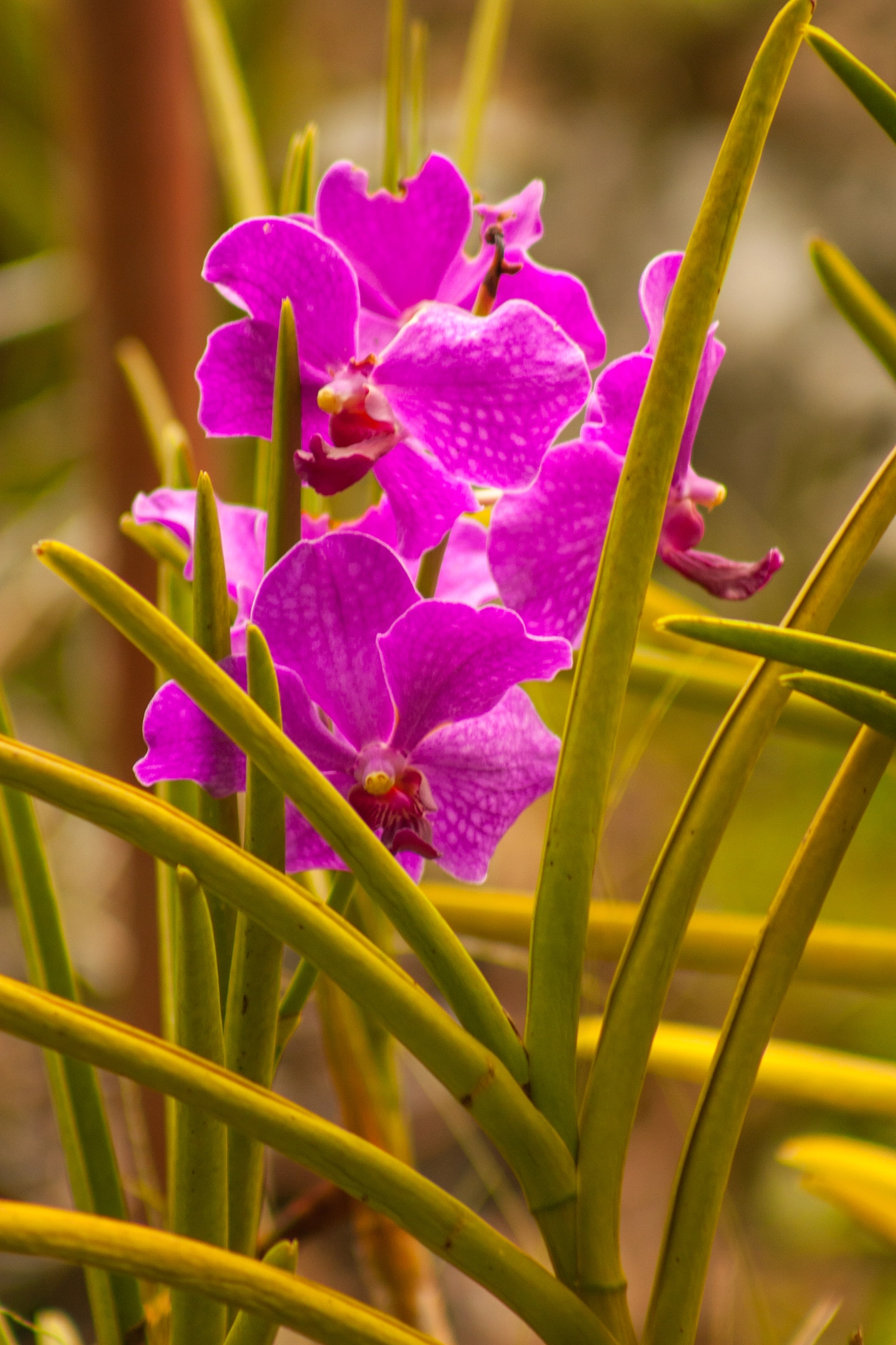 Canon EF 75-300mm f/4-5.6 USM sample photo. Mokara photography