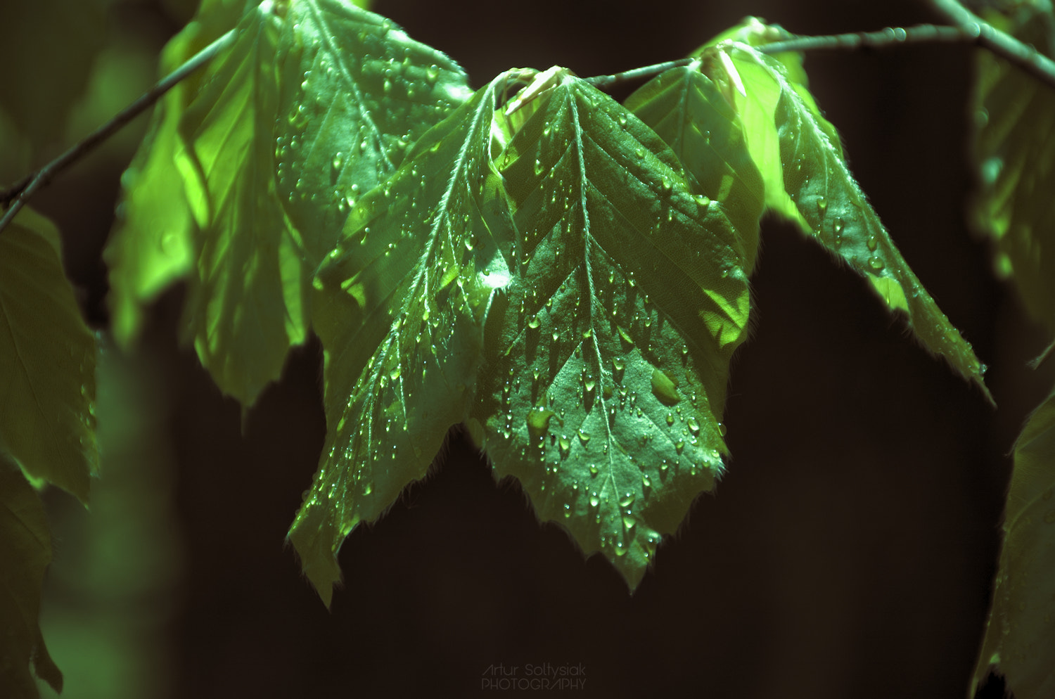 Nikon D70 sample photo. Cr photography
