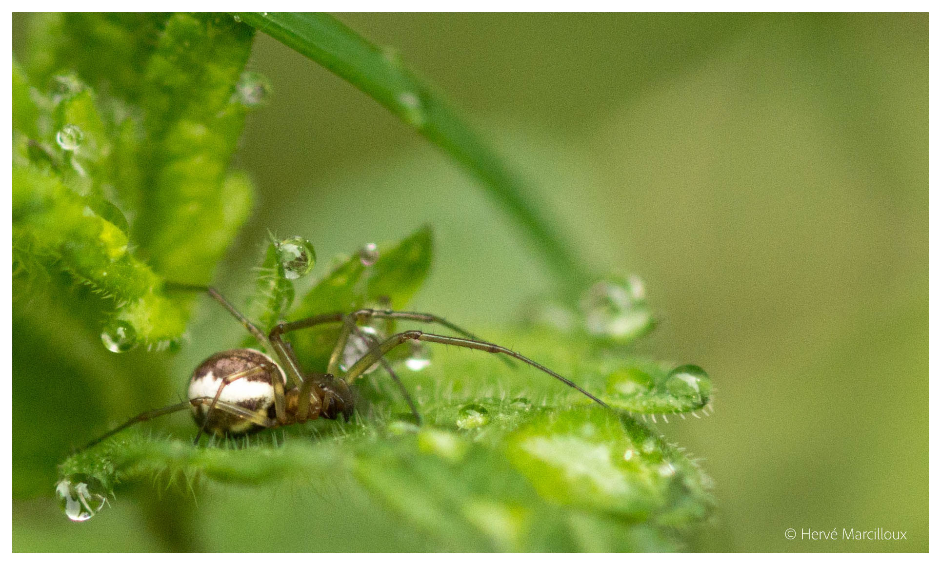 Sony SLT-A77 + 105mm F2.8 sample photo. Resting on a leaf photography