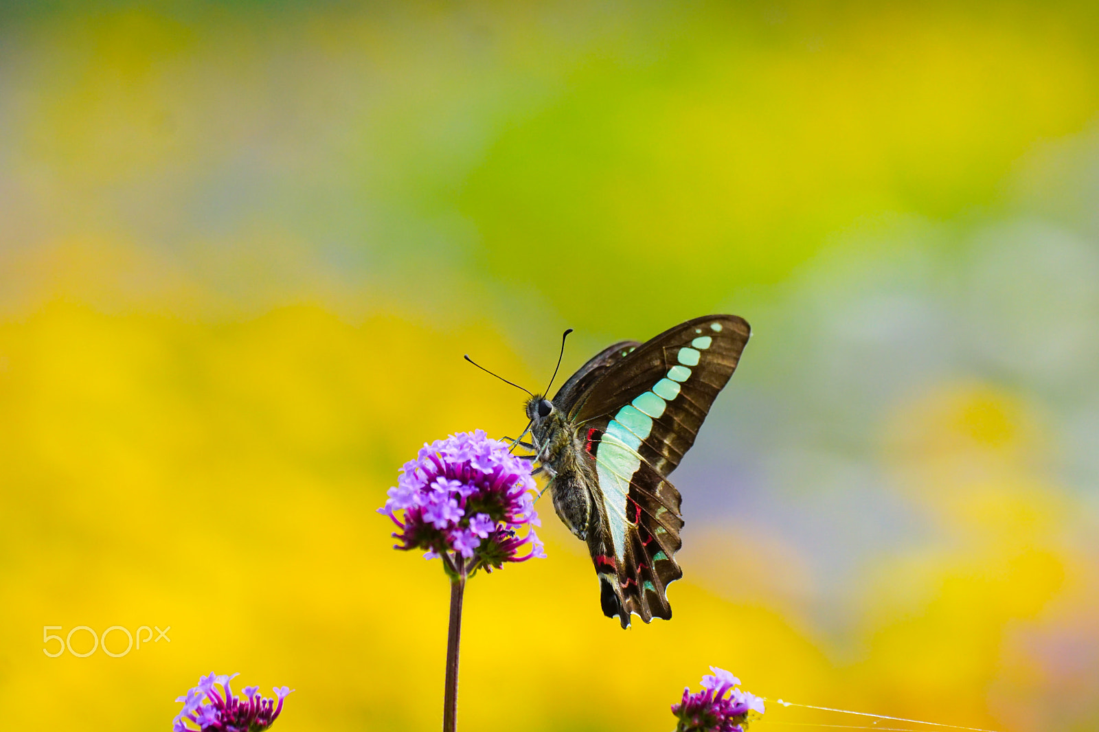 Sony ILCA-77M2 + Minolta AF 100mm F2.8 Macro [New] sample photo. The common bluebottle2 photography