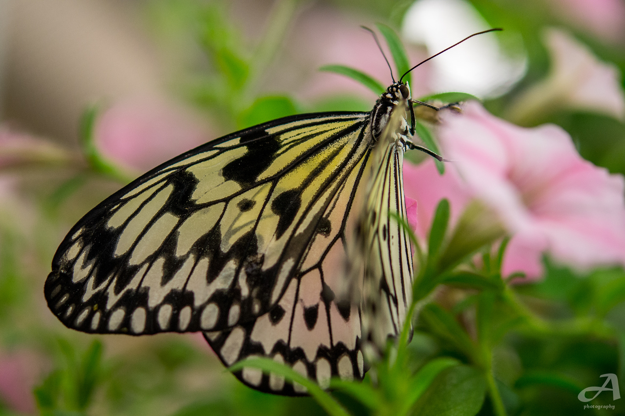 Nikon AF-S Micro-Nikkor 60mm F2.8G ED sample photo. Truly. photography