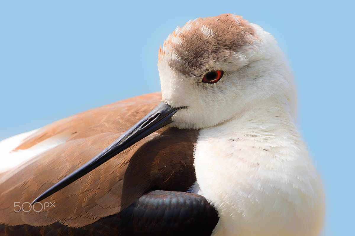 Canon EF 600mm f/4L IS sample photo. Black-winged stilt photography