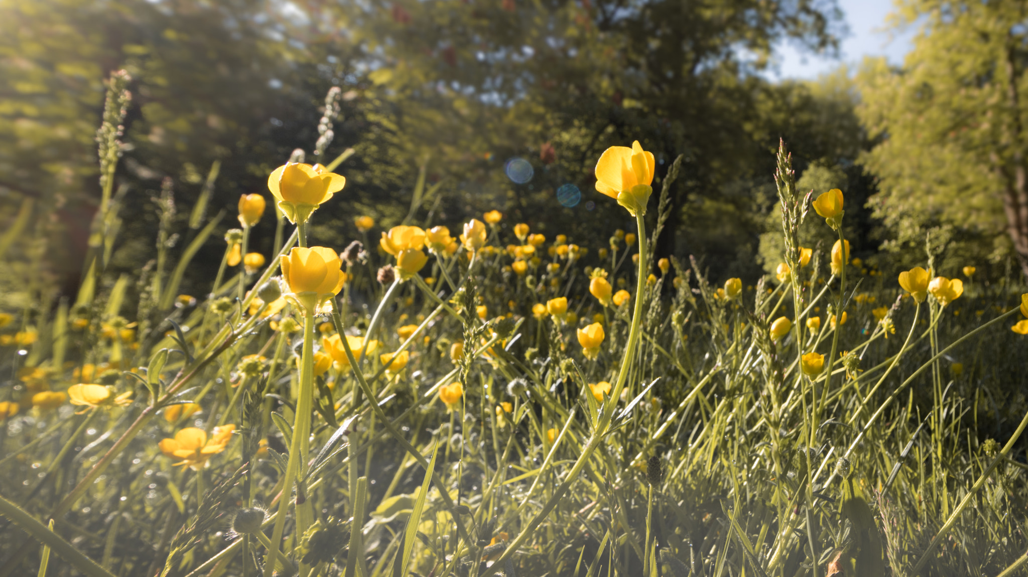 Canon EOS 760D (EOS Rebel T6s / EOS 8000D) + Canon EF-S 10-18mm F4.5–5.6 IS STM sample photo. Buttercups photography
