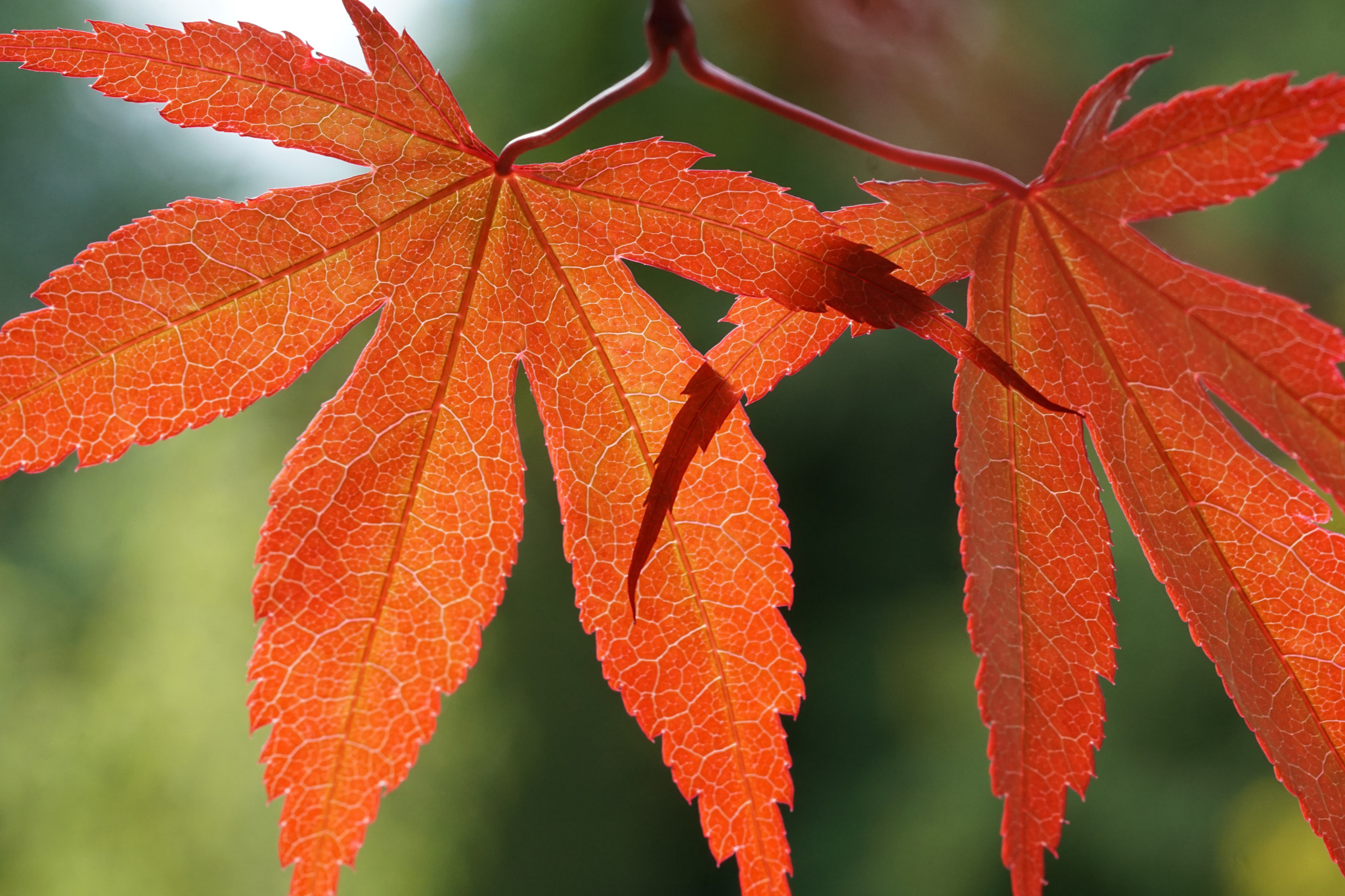 Sony a5100 + Sony FE 90mm F2.8 Macro G OSS sample photo. Leaves photography