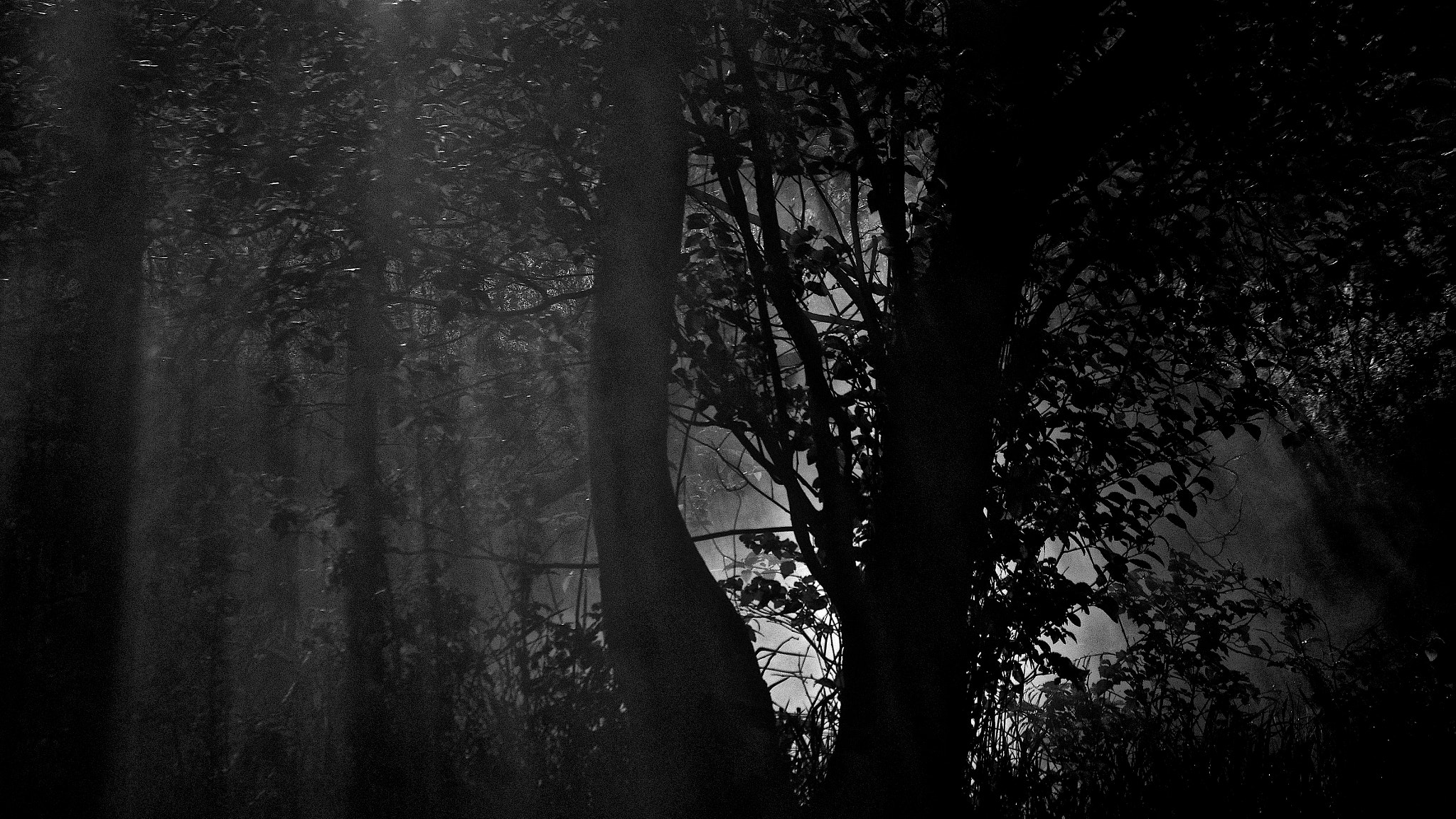 Pentax smc DA 50-200mm F4-5.6 ED WR sample photo. A light in the woods photography