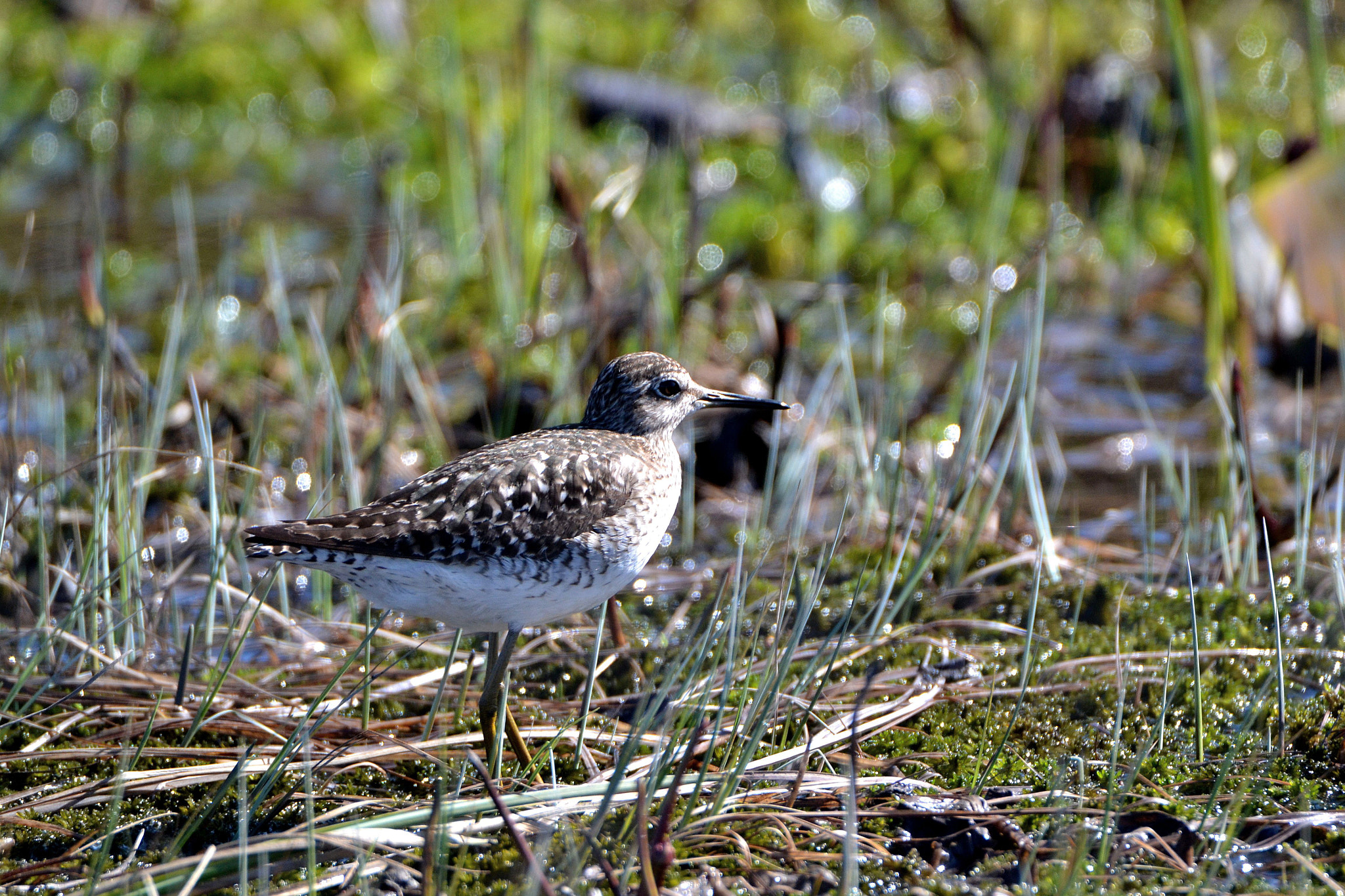 Nikon D3100 sample photo. Wood sandpiper photography