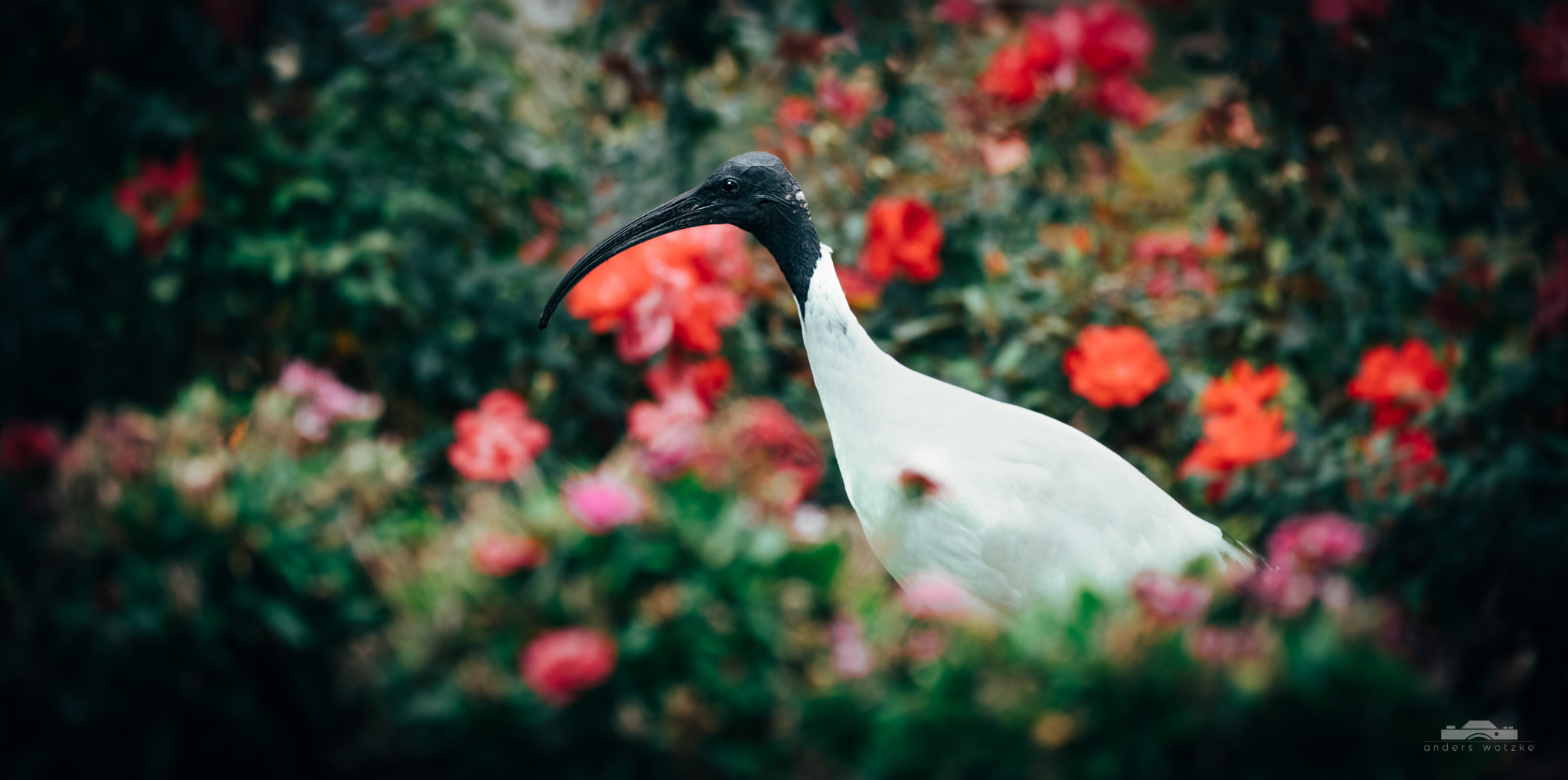 150-600mm F5-6.3 DG OS HSM | Contemporary 015 sample photo. Blending in photography