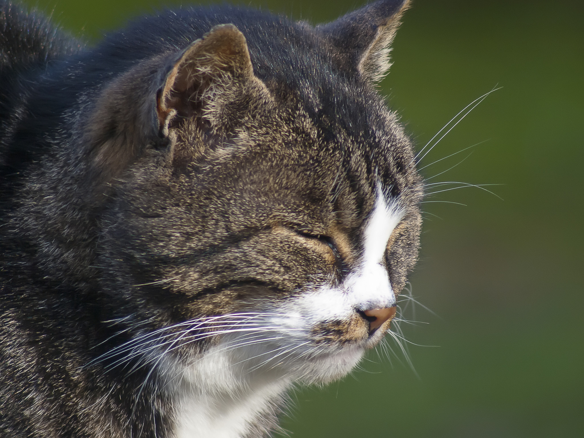 Olympus E-520 (EVOLT E-520) + Russian Dandelion adapter sample photo. Katze photography