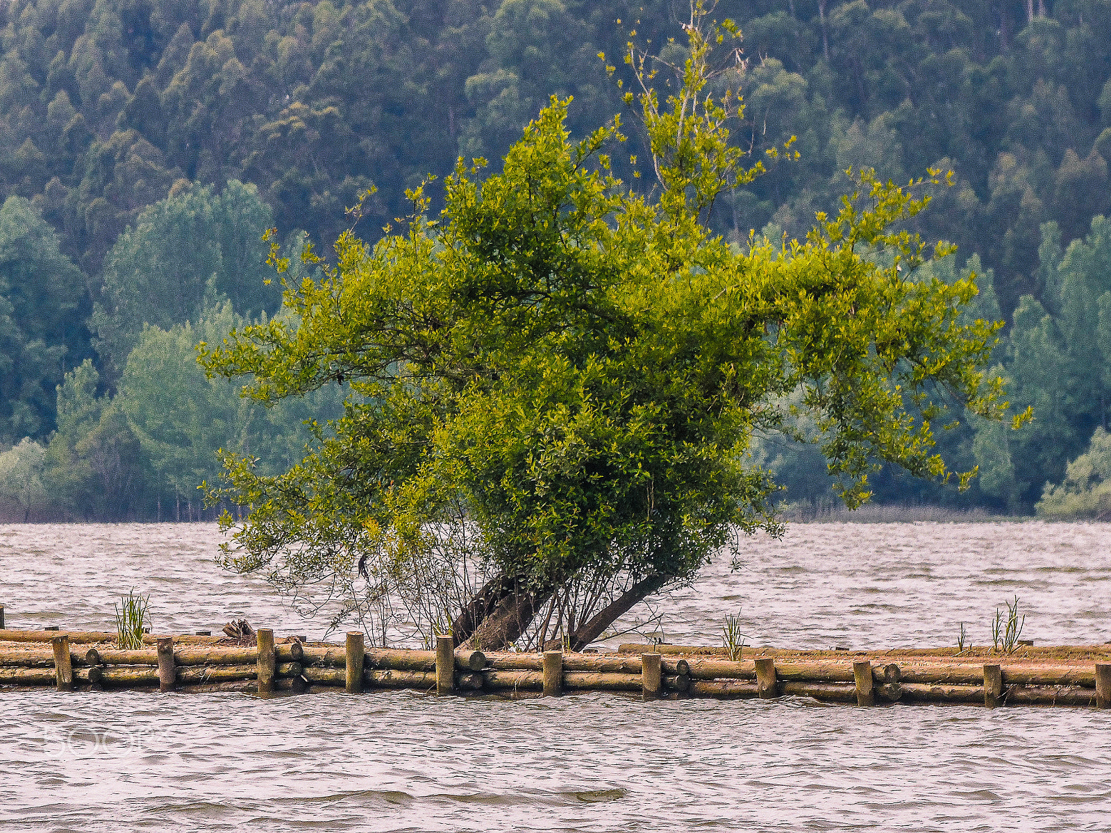 Samsung WB2200F sample photo. Oh the lonely tree photography