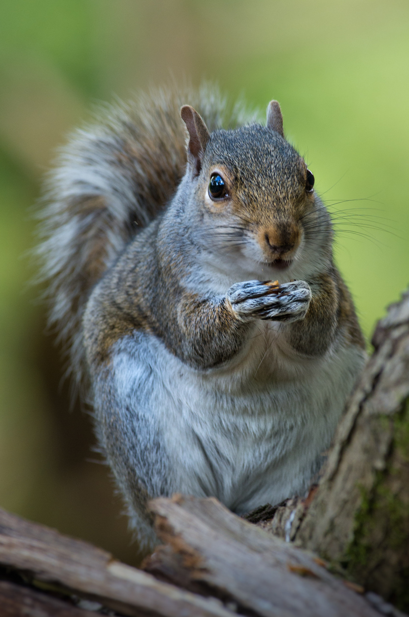Pentax smc DA* 300mm F4.0 ED (IF) SDM sample photo. Hörnchen/eekhoorn/squirrel photography