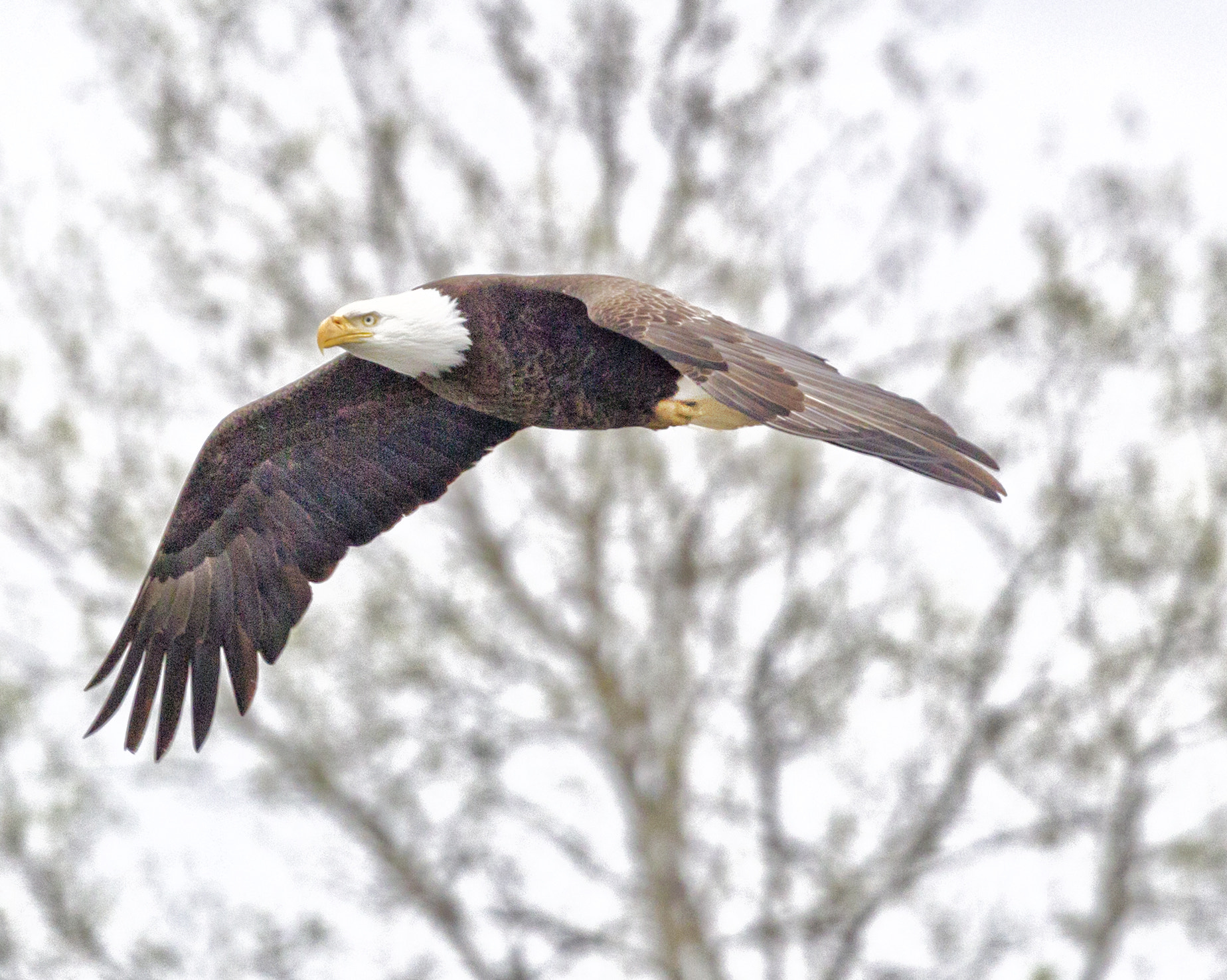 Canon EF 100-400mm F4.5-5.6L IS USM sample photo. Flying eagle photography