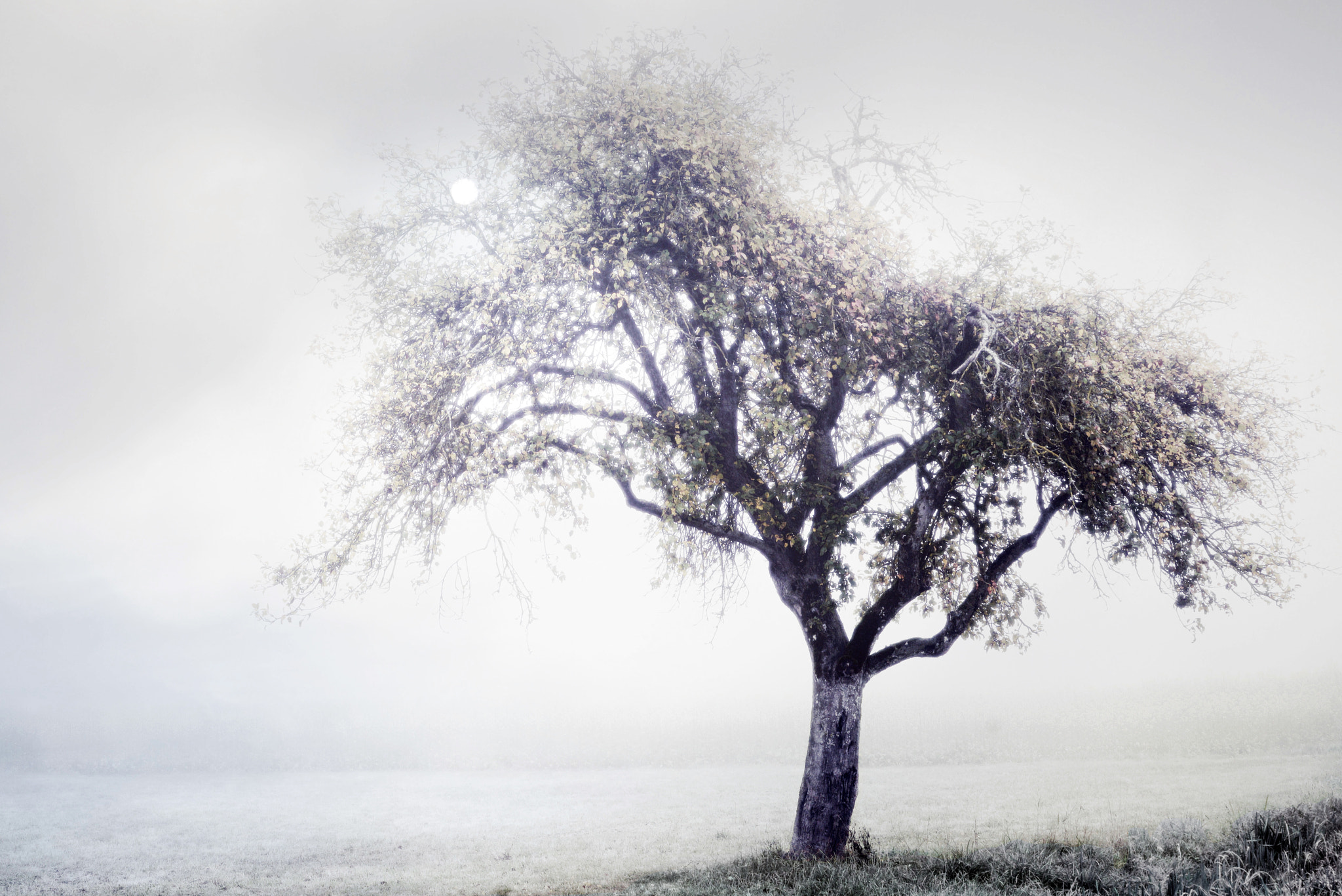 Sony a7R + Sony Vario Tessar T* FE 24-70mm F4 ZA OSS sample photo. Mystical apple tree photography