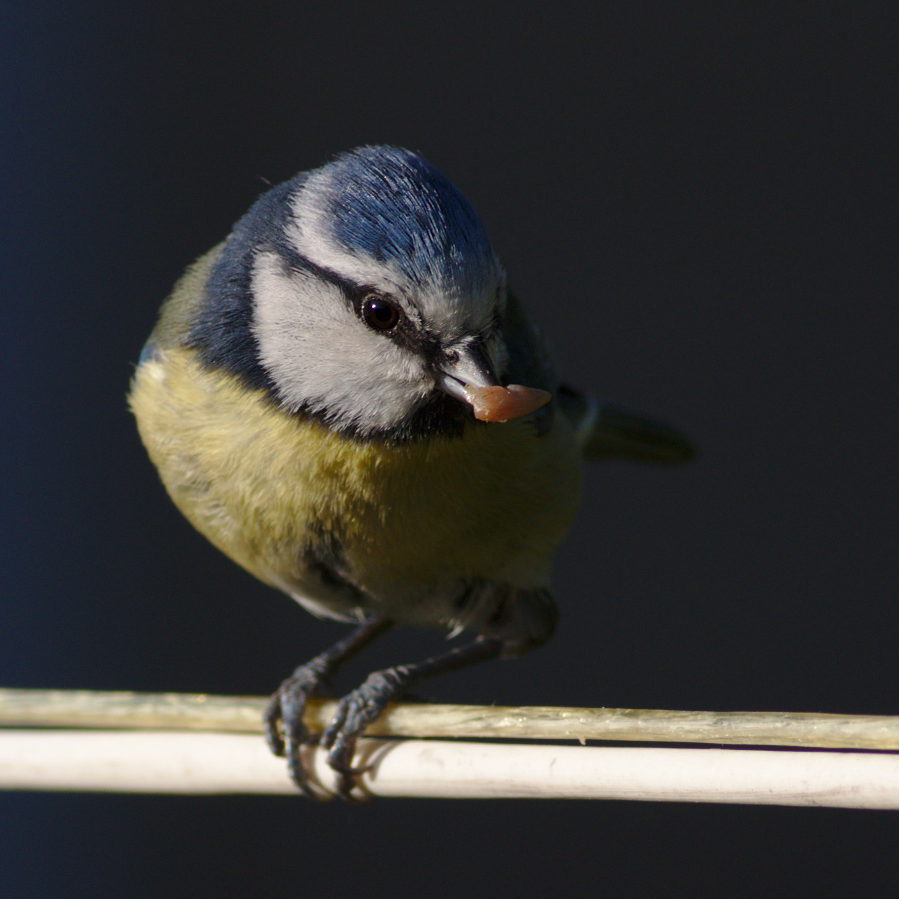 Canon EOS 70D + Canon EF 400mm F5.6L USM sample photo. Bluetit on a washing line photography