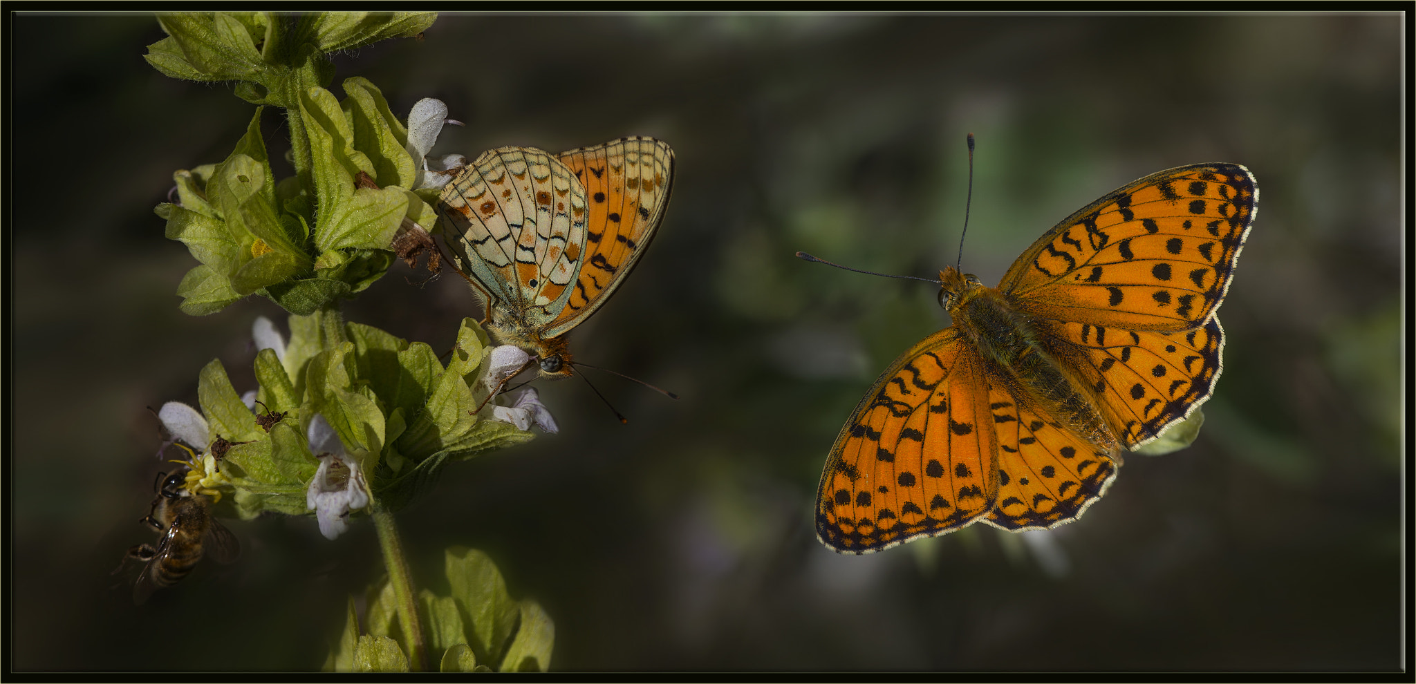 Nikon D4 sample photo. Niyobe - argynnis niobe - niobe fritillary photography