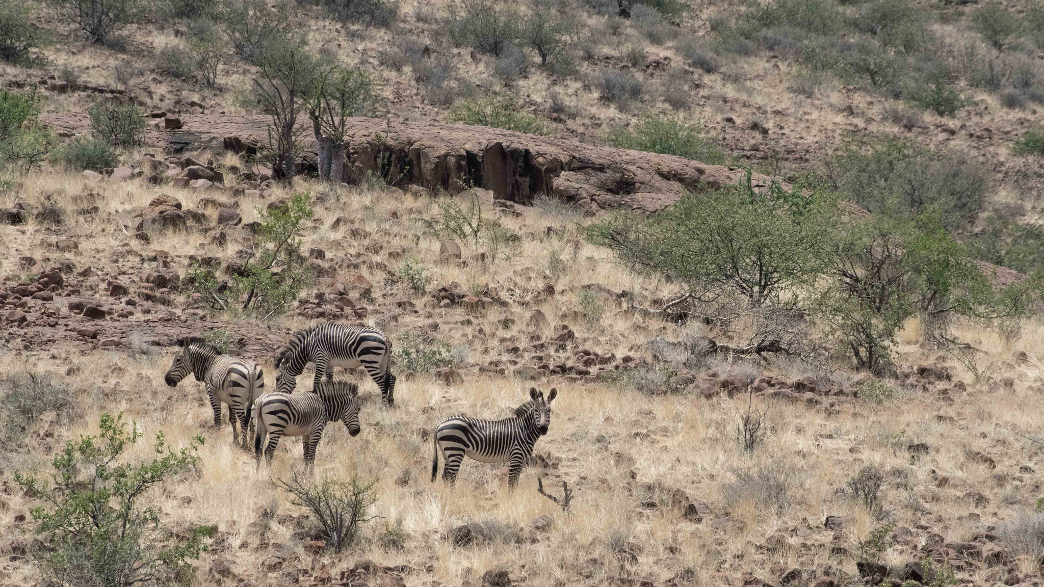 Pentax smc DA* 60-250mm F4.0 ED (IF) SDM sample photo. Mountain sebras photography