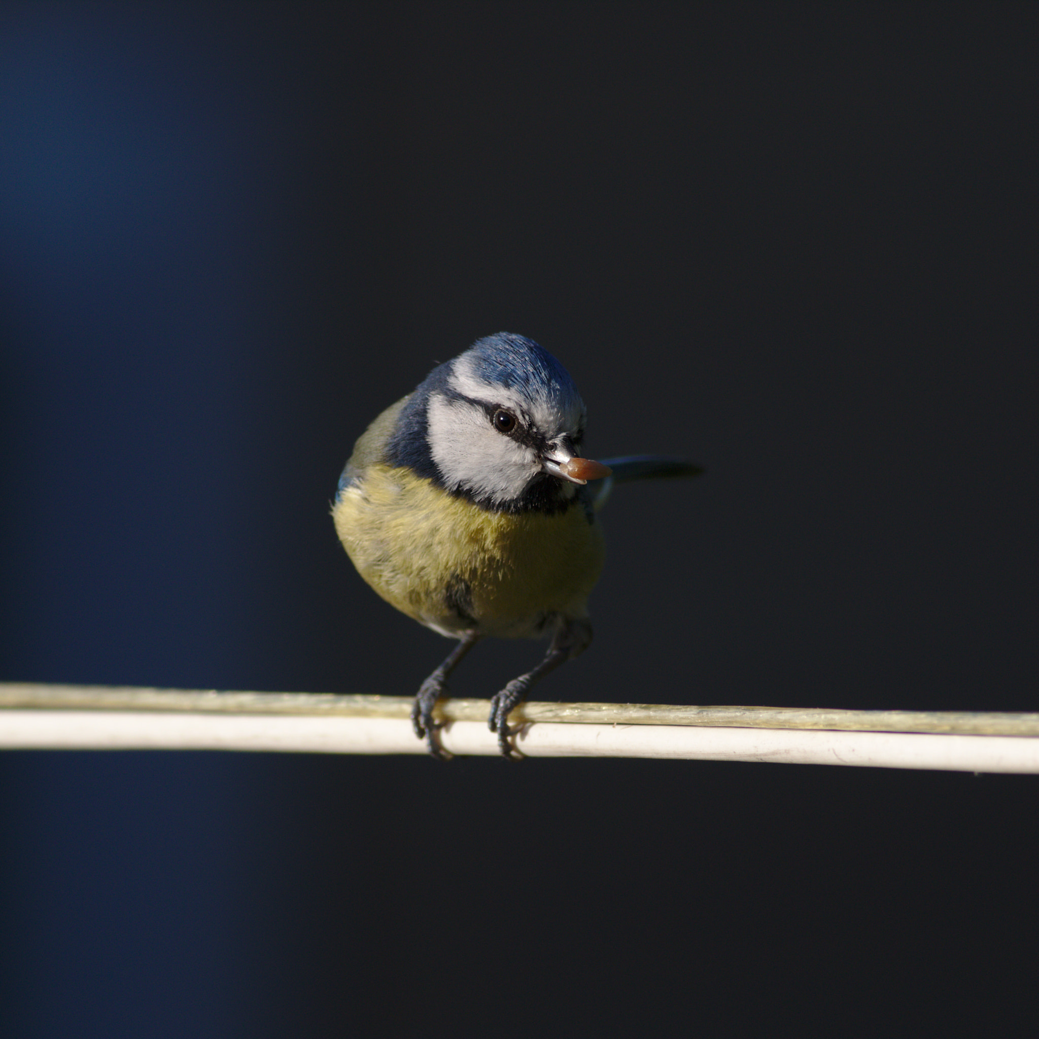 Canon EOS 70D + Canon EF 400mm F5.6L USM sample photo. Bluetit on a washing line 2 photography