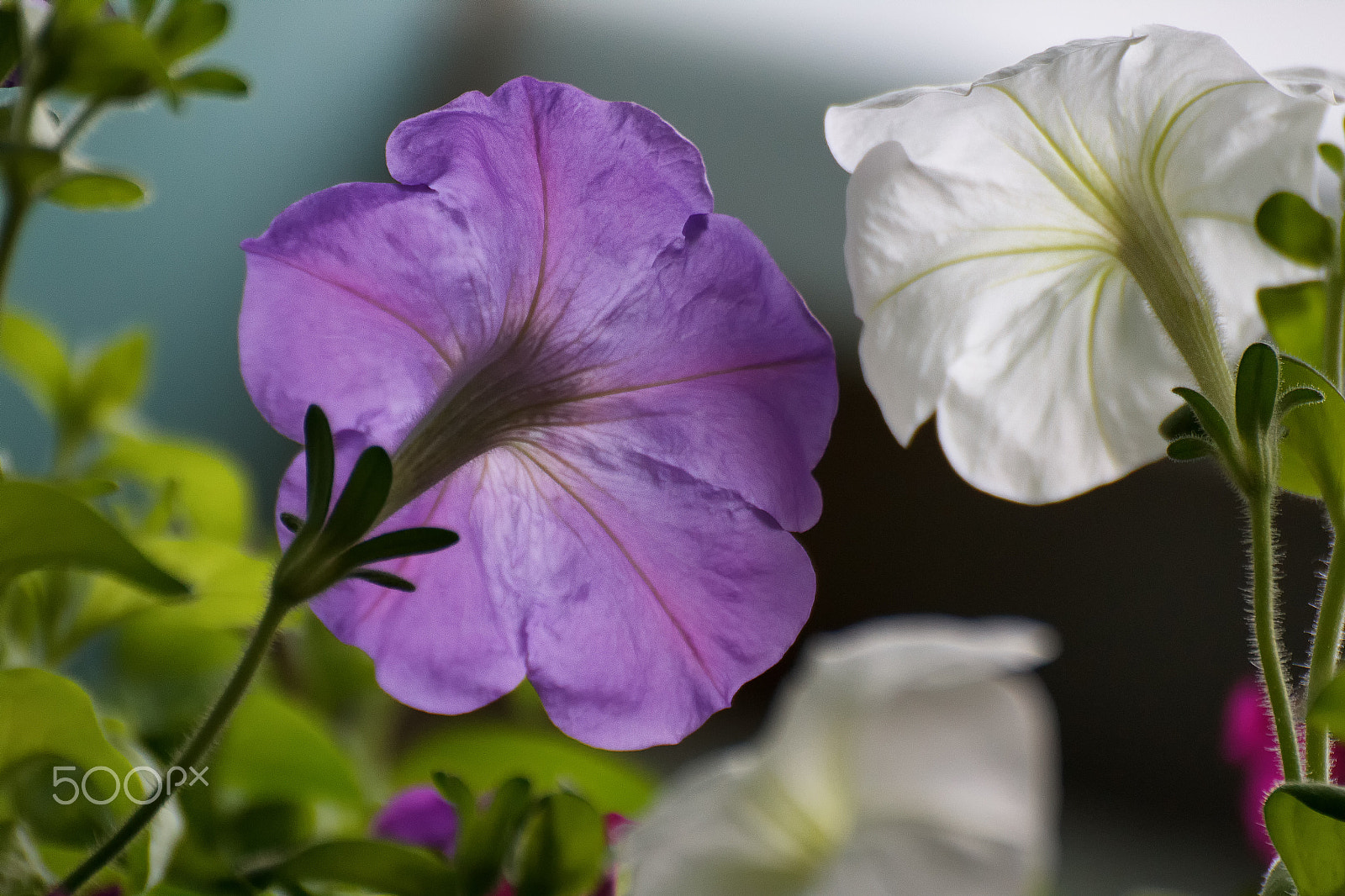 Tamron SP 35mm F1.8 Di VC USD sample photo. Petunia photography
