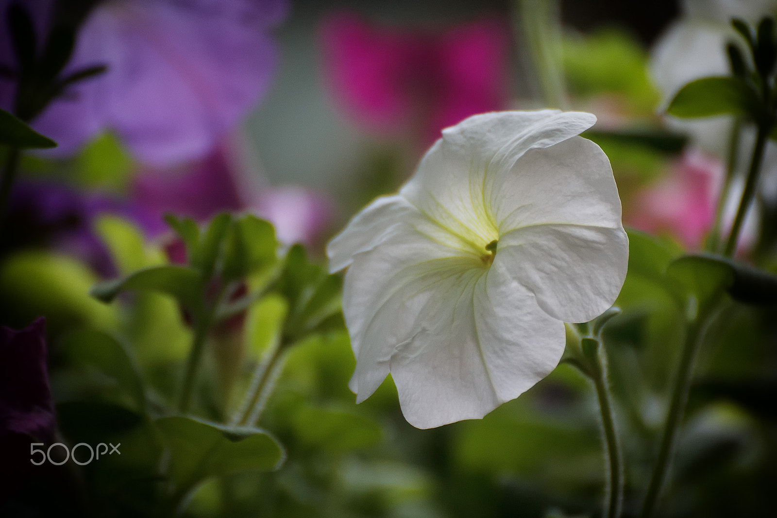 Tamron SP 35mm F1.8 Di VC USD sample photo. Petunia photography