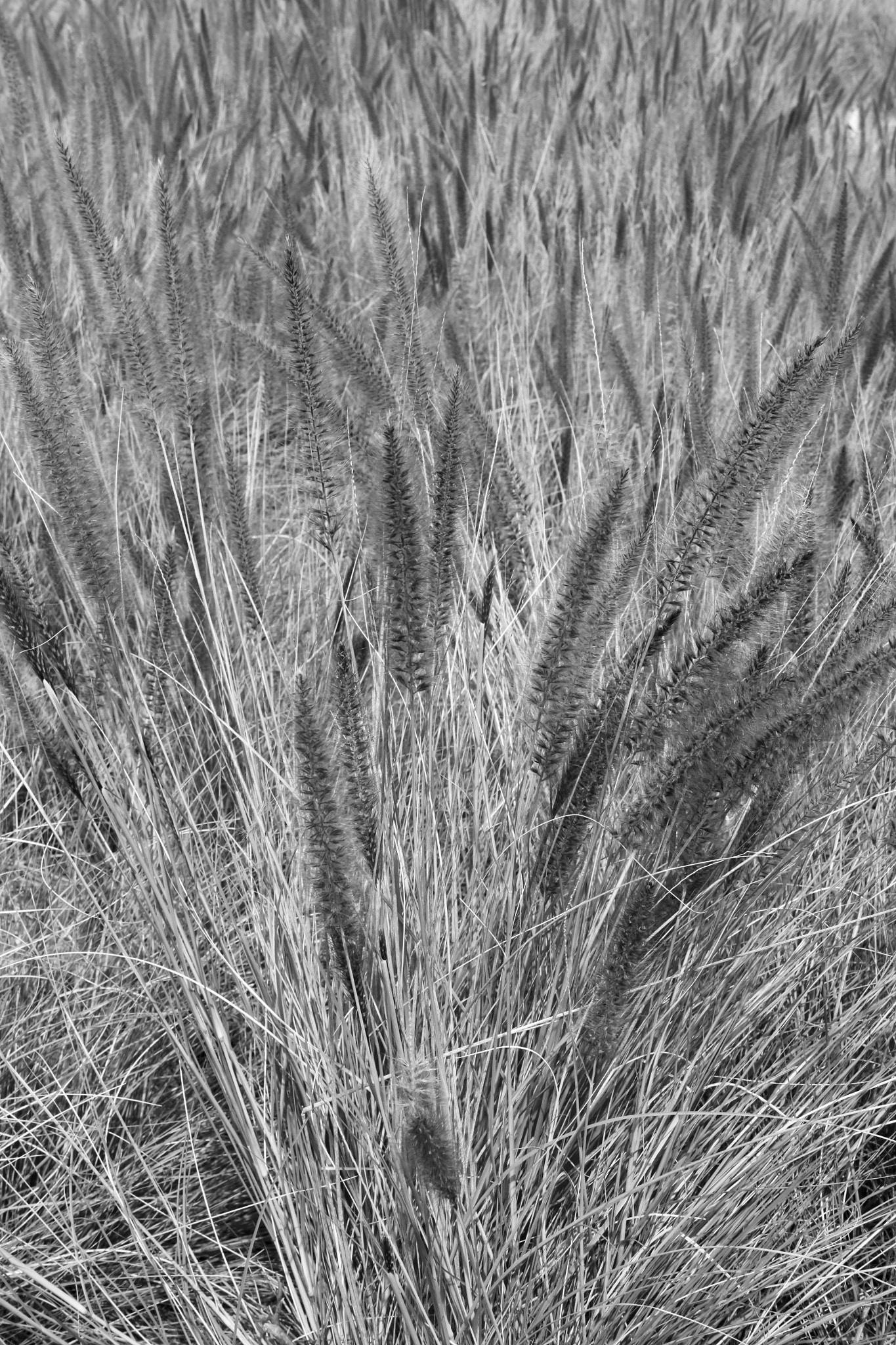 Canon EF-S 18-55mm f/3.5-5.6 USM sample photo. Roadside scene photography
