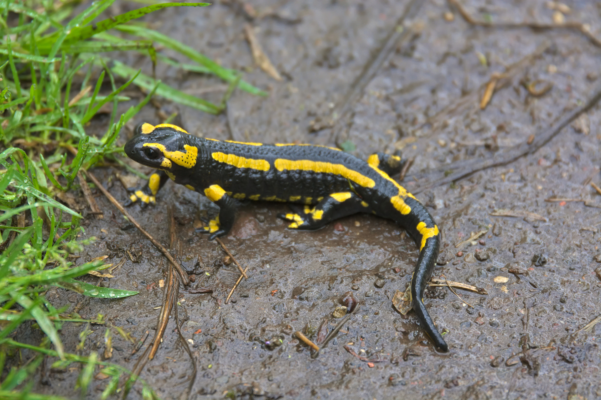 Nikon D7100 + Sigma 24-105mm F4 DG OS HSM Art sample photo. Auvergne salamander 1 photography