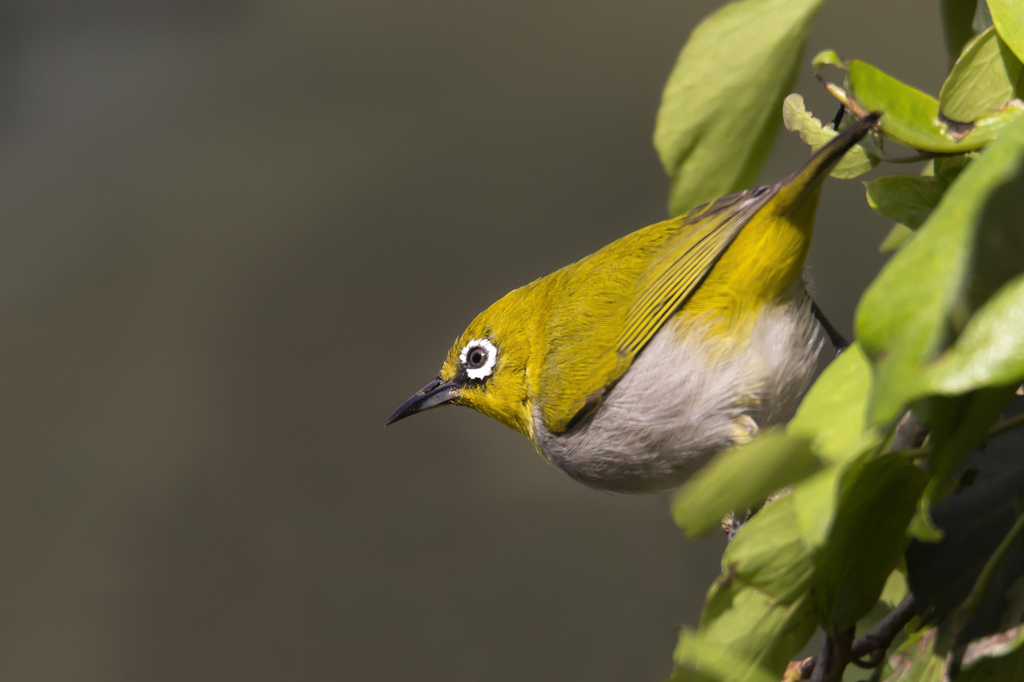 150-600mm F5-6.3 DG OS HSM | Sports 014 sample photo. Oriental white-eye photography