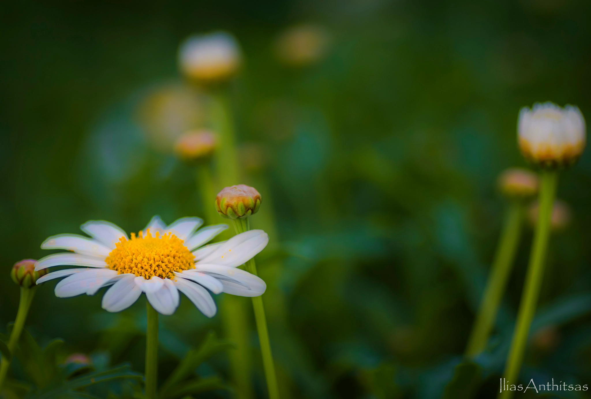Canon EOS 550D (EOS Rebel T2i / EOS Kiss X4) + Tamron SP AF 90mm F2.8 Di Macro sample photo. Daisys photography