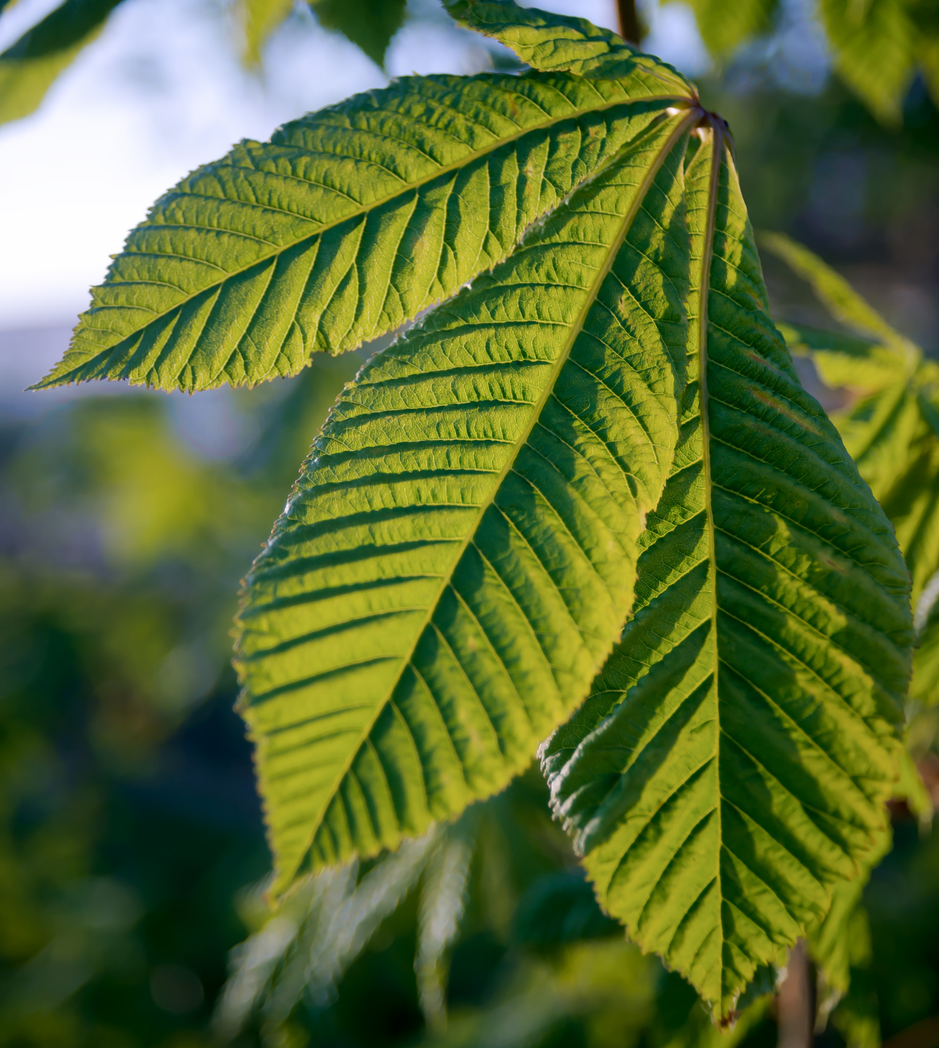 AF Zoom-Nikkor 28-80mm f/3.3-5.6G sample photo. Leaf photography