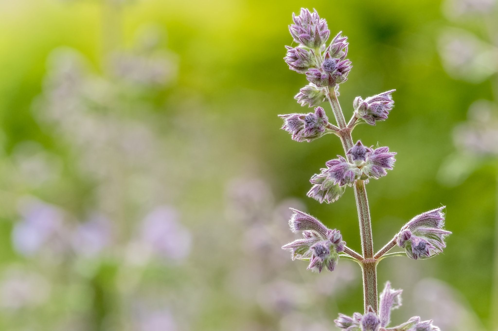 Sigma 105mm F2.8 EX DG Macro sample photo. Backlight catnip photography