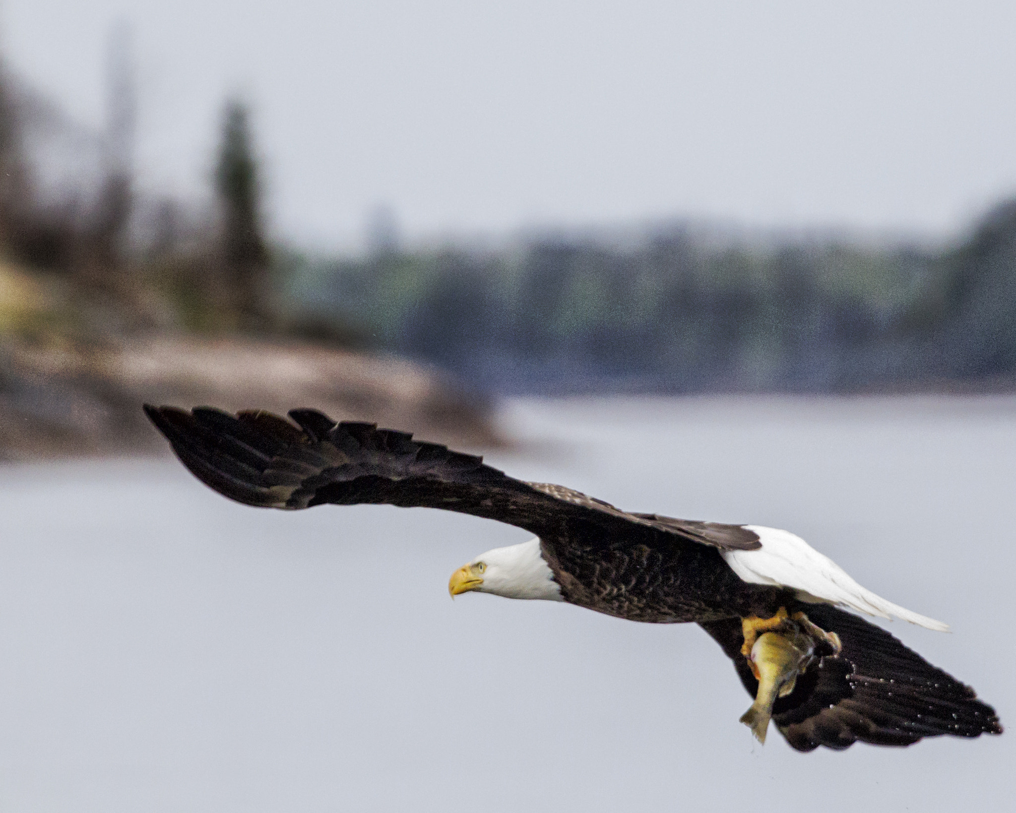 Canon EF 100-400mm F4.5-5.6L IS USM sample photo. Eagle with prize photography