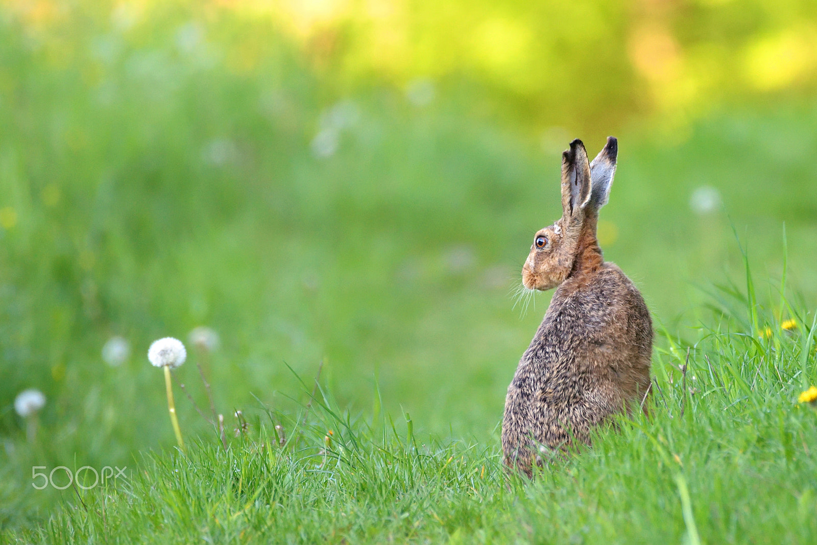 Sigma 150-600mm F5-6.3 DG OS HSM | C sample photo. Brown hare sitting next to flowers photography