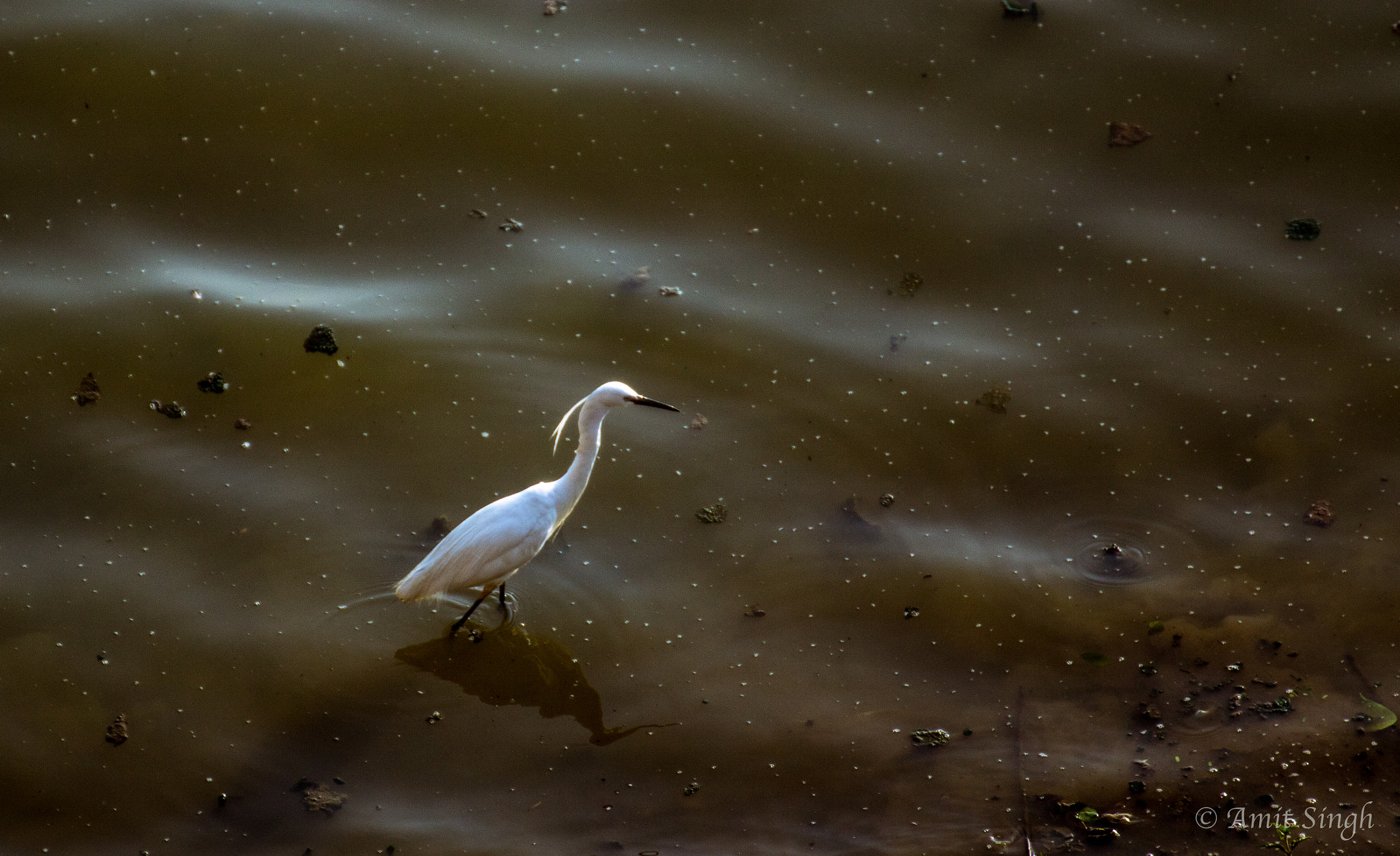 Tamron SP 35mm F1.8 Di VC USD sample photo. Egret photography