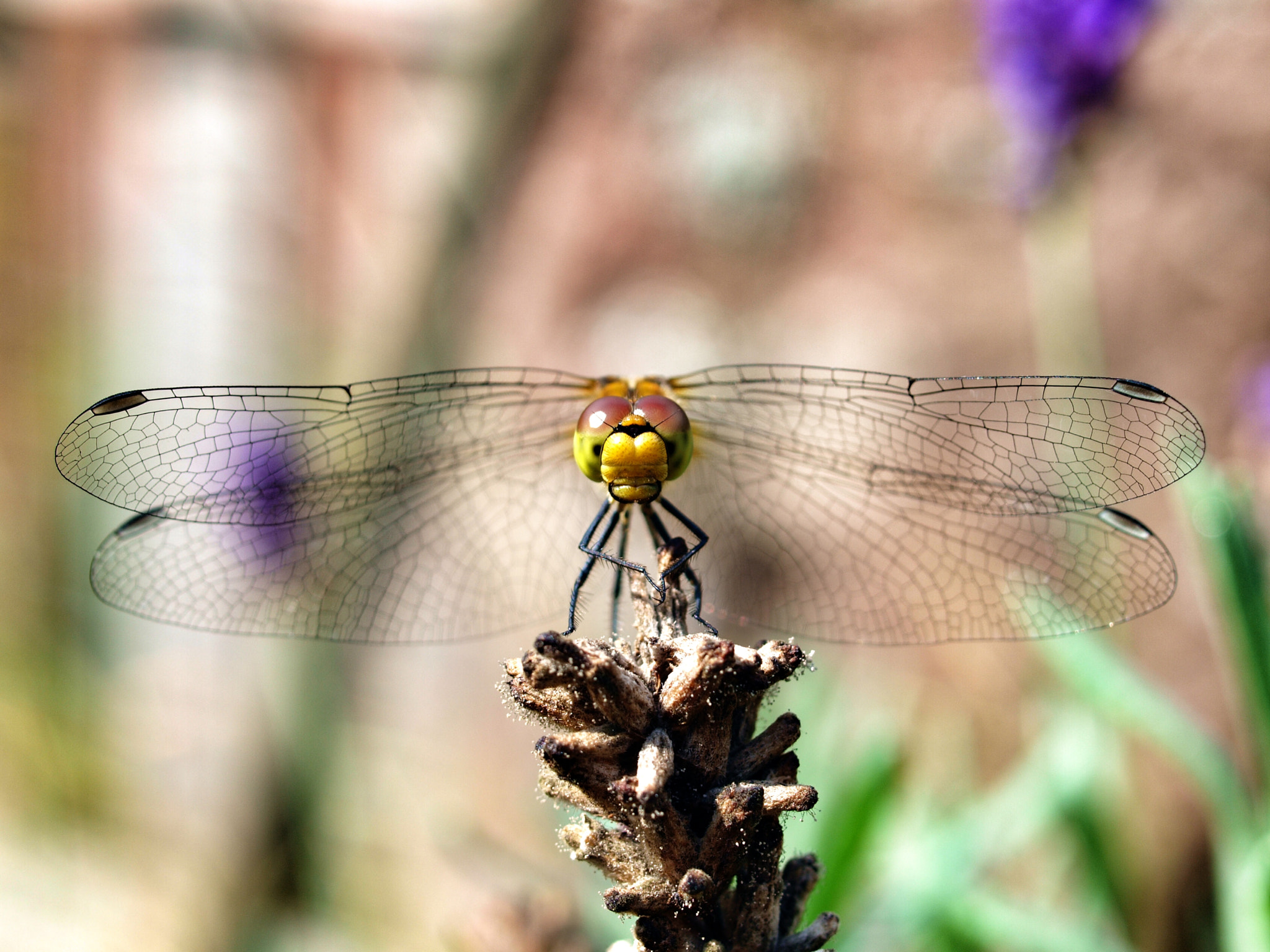 Olympus E-520 (EVOLT E-520) + Olympus Zuiko Digital 35mm F3.5 Macro sample photo. Dragonfly photography