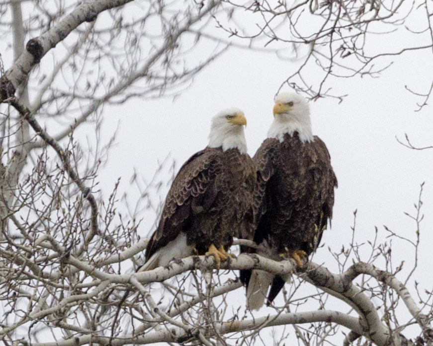 Canon EF 100-400mm F4.5-5.6L IS USM sample photo. What do you want for dinner tonight photography