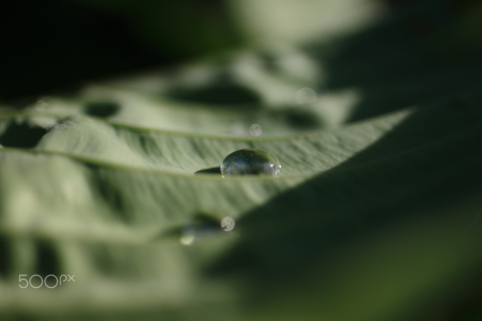 Tamron SP 35mm F1.8 Di VC USD sample photo. Tropfen photography