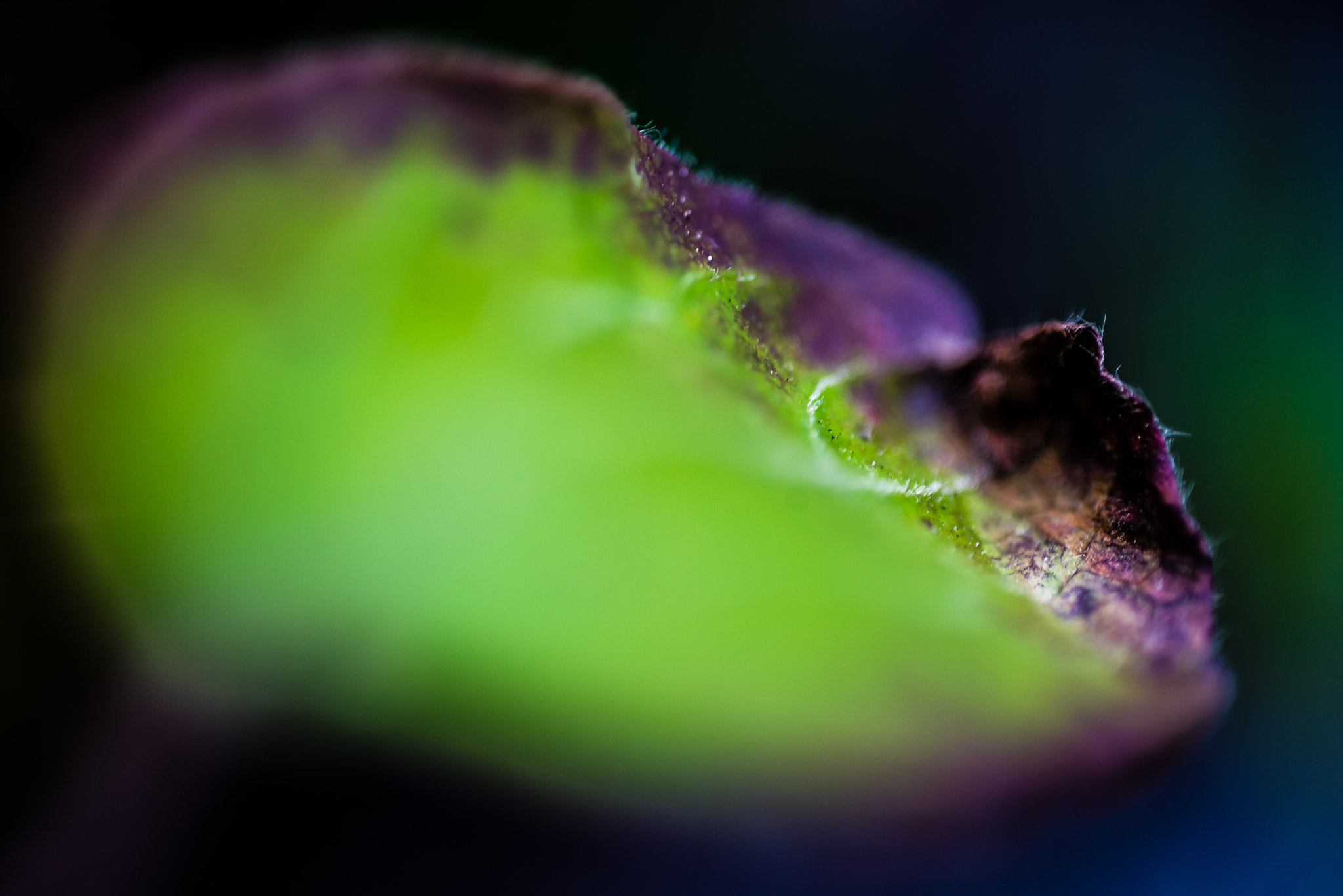 Nikon D750 + AF Micro-Nikkor 60mm f/2.8 sample photo. D1a_1168-1.jpg photography