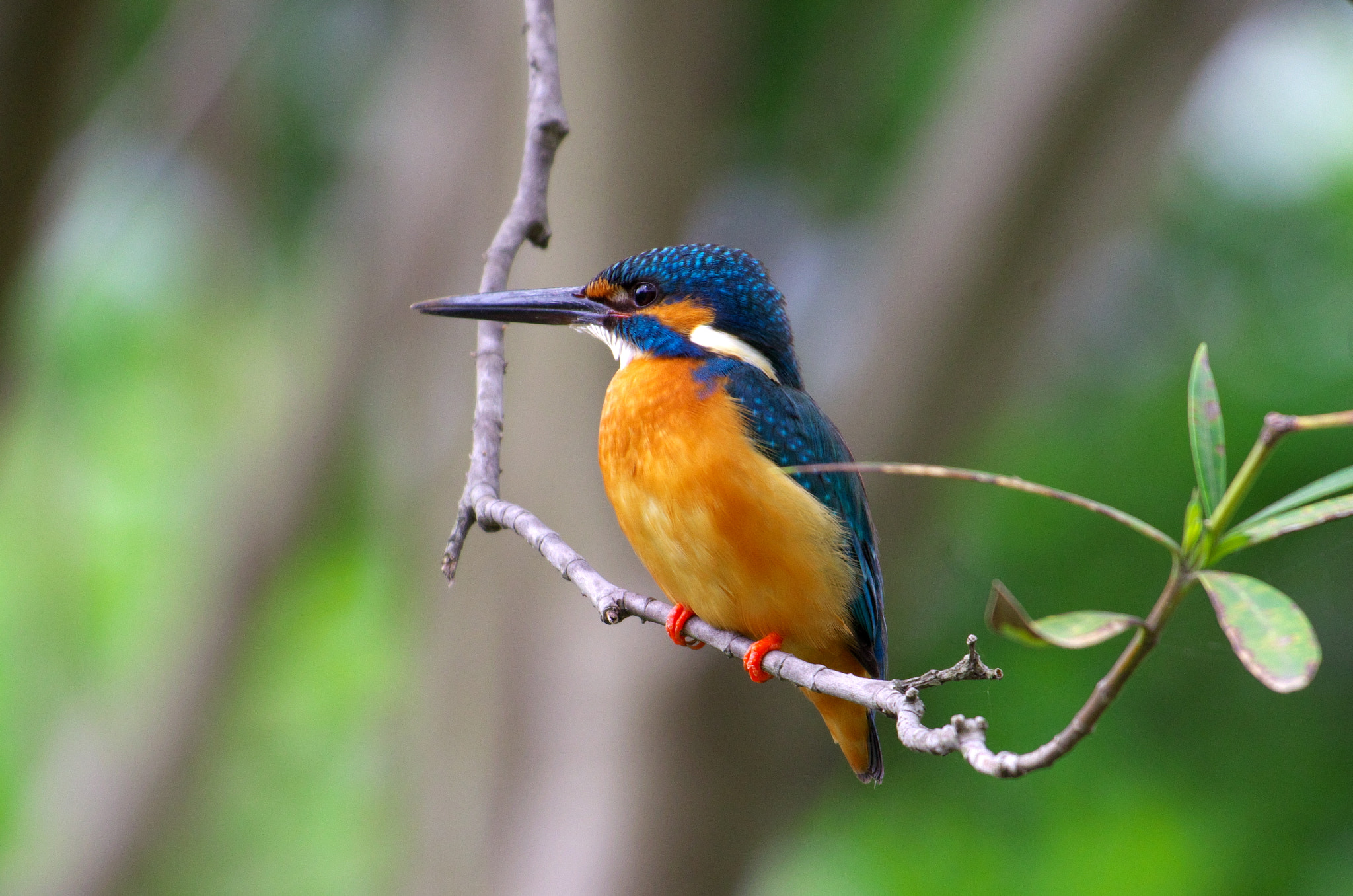 PENTAX-A Series Lens sample photo. Kingfisher photography