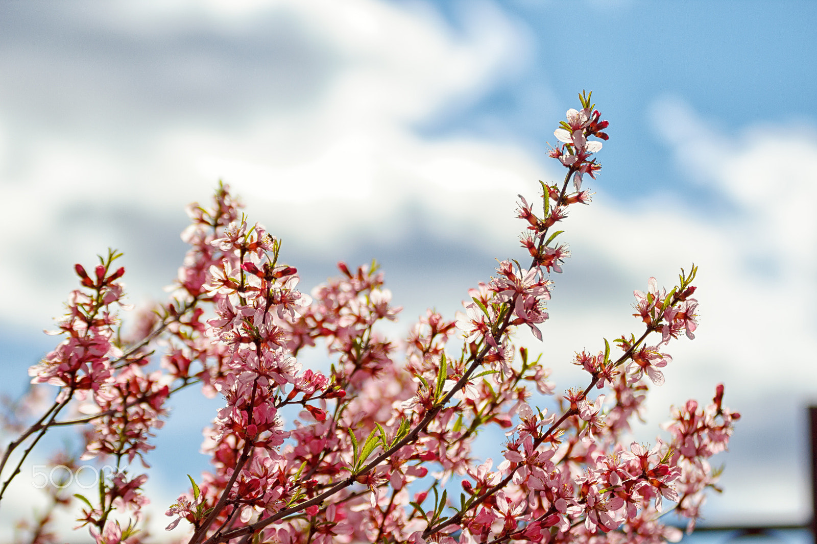 Tamron SP 35mm F1.8 Di VC USD sample photo. Almond blossom in the sky photography