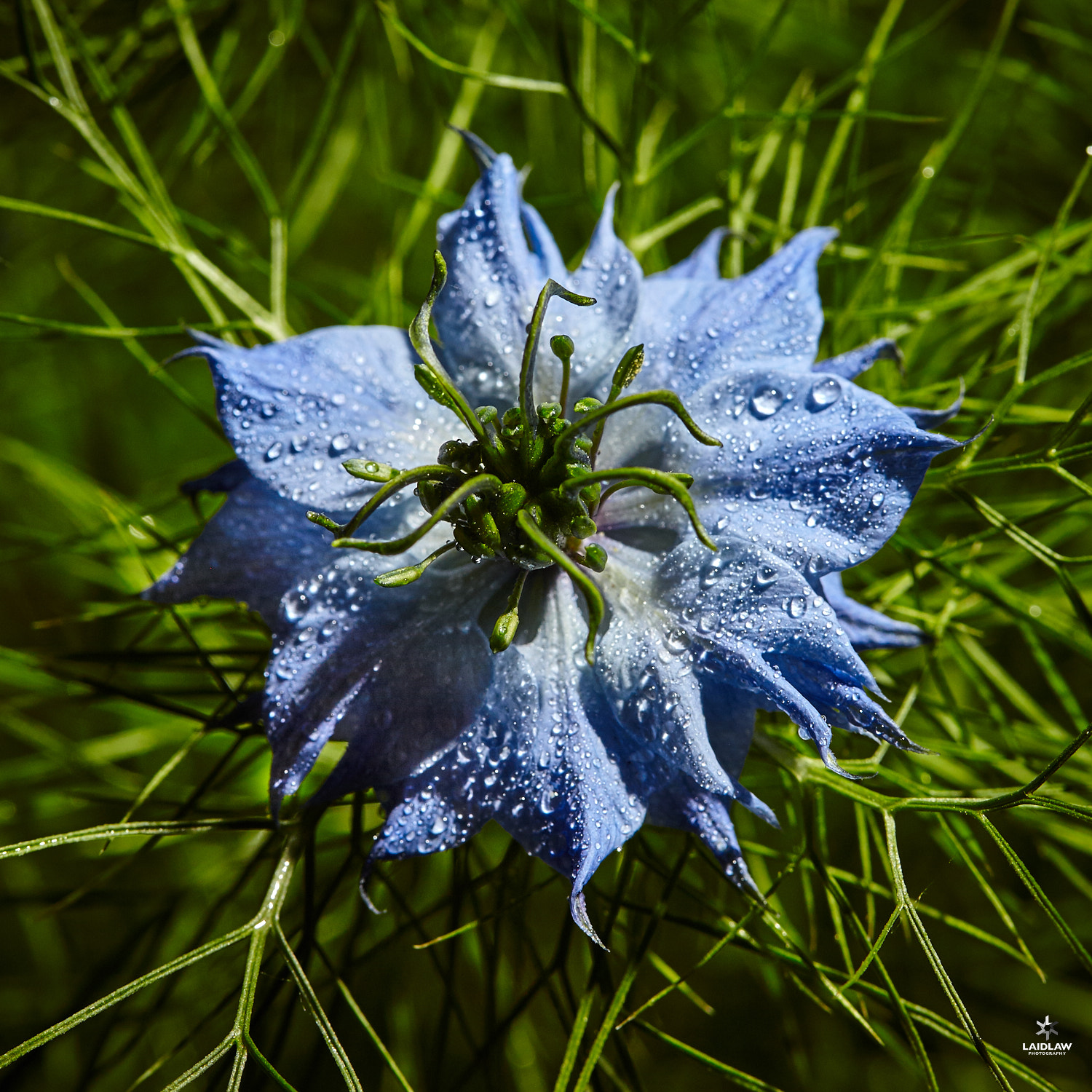 Canon EF 100mm F2.8 Macro USM sample photo. Nigella, love in the mist photography